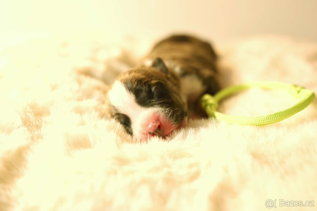 Americký stafordšírský teriér - štěňátka s PP - 9