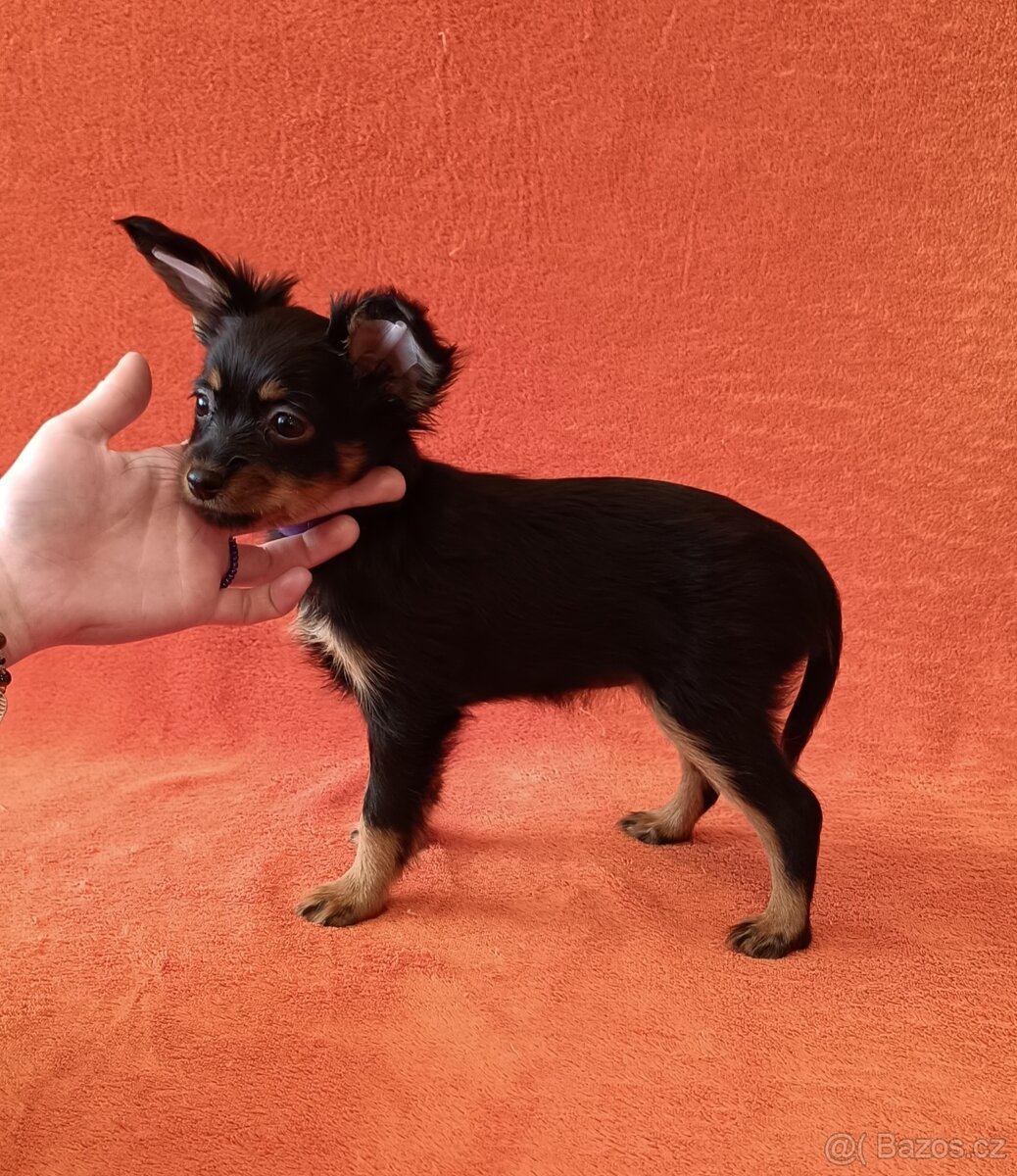 Ruský toy s PP - dlouhosrstý - 9