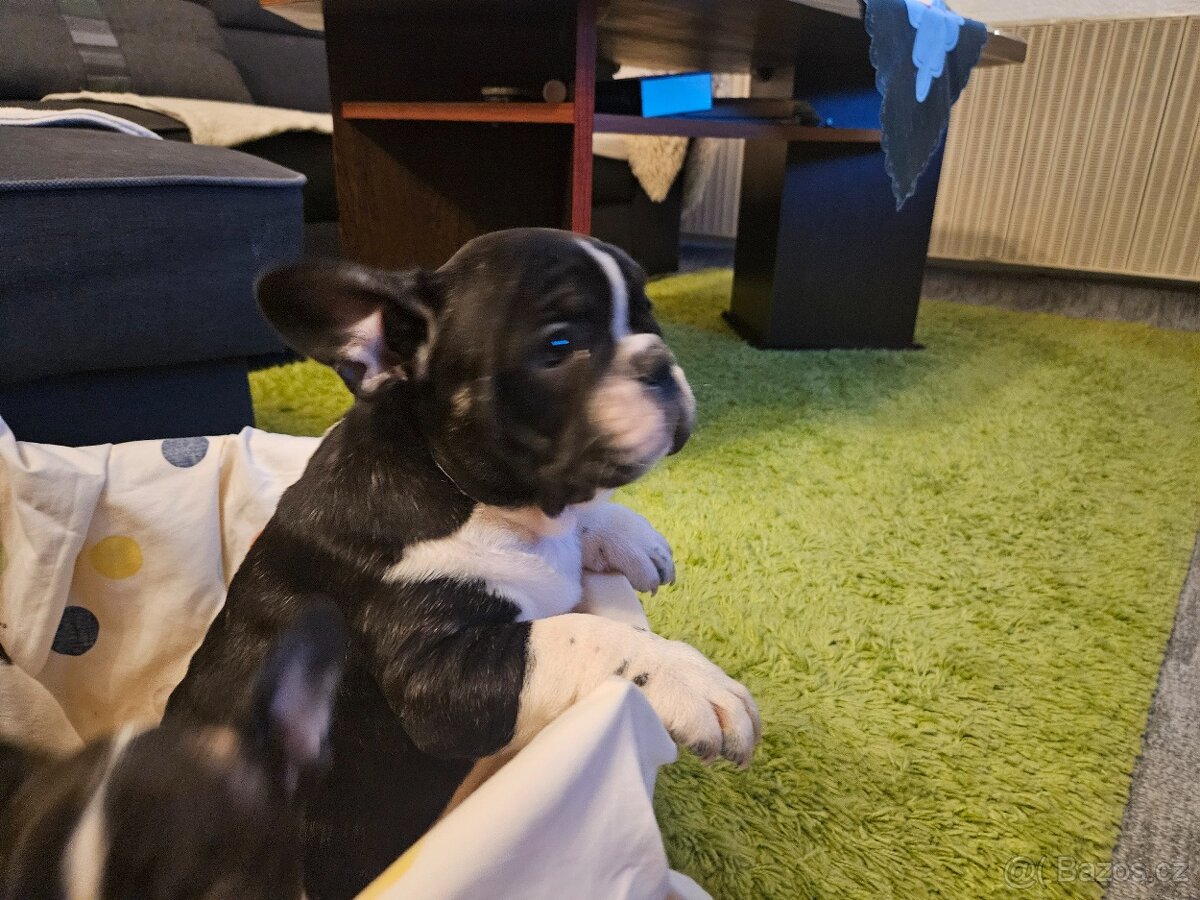 Francouzský buldoček - 9