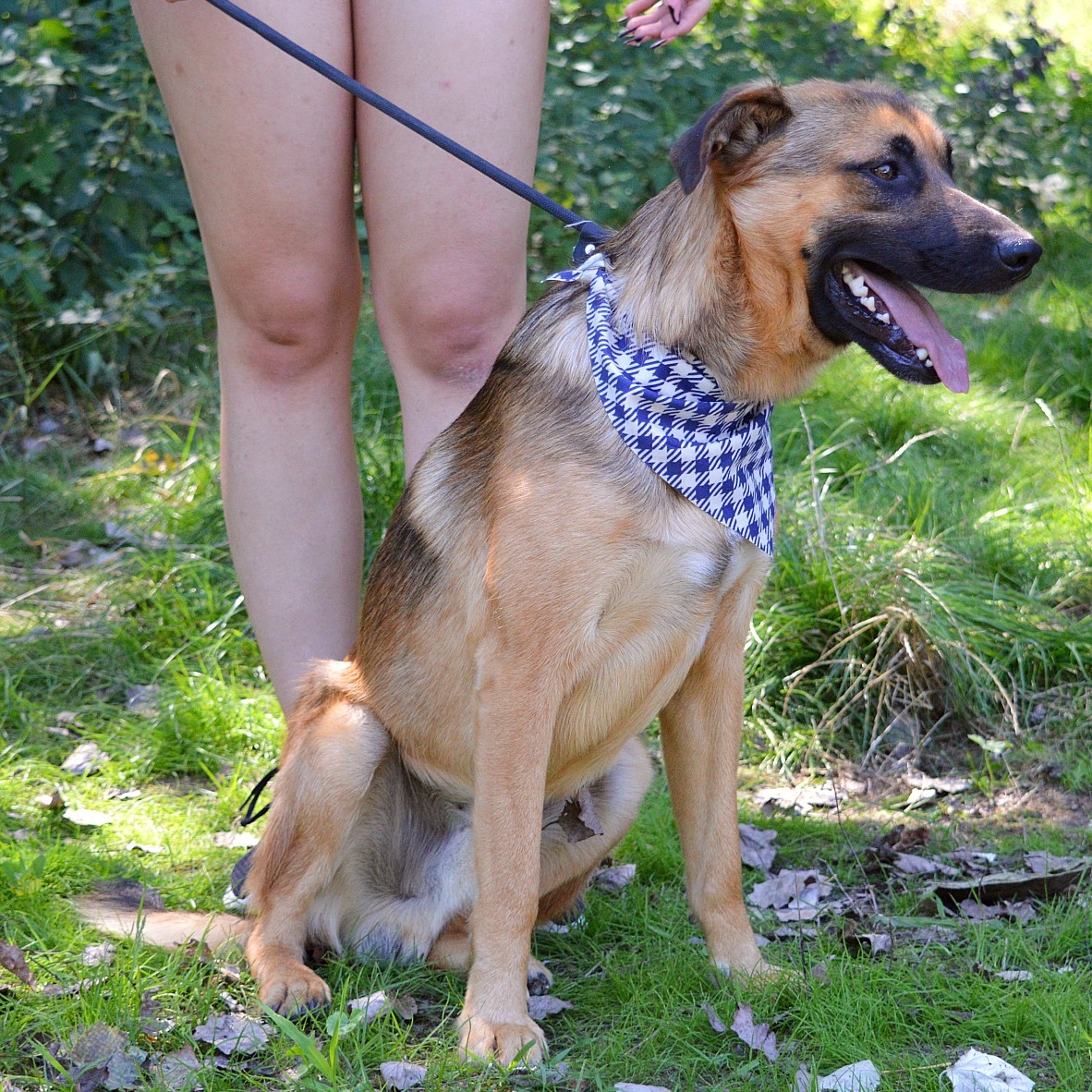 AMIGO K ADOPCI - 1,5 ROKU, HRAVÝ, PŘÁTELSKÝ, VHODNÝ K DĚTEM - 9