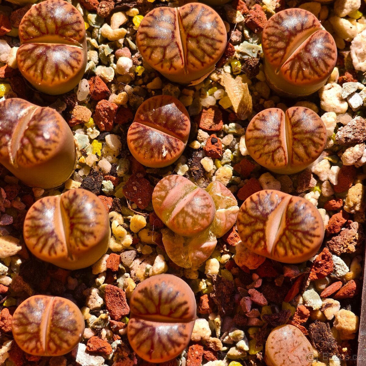 Lithops a Conophytum - 9