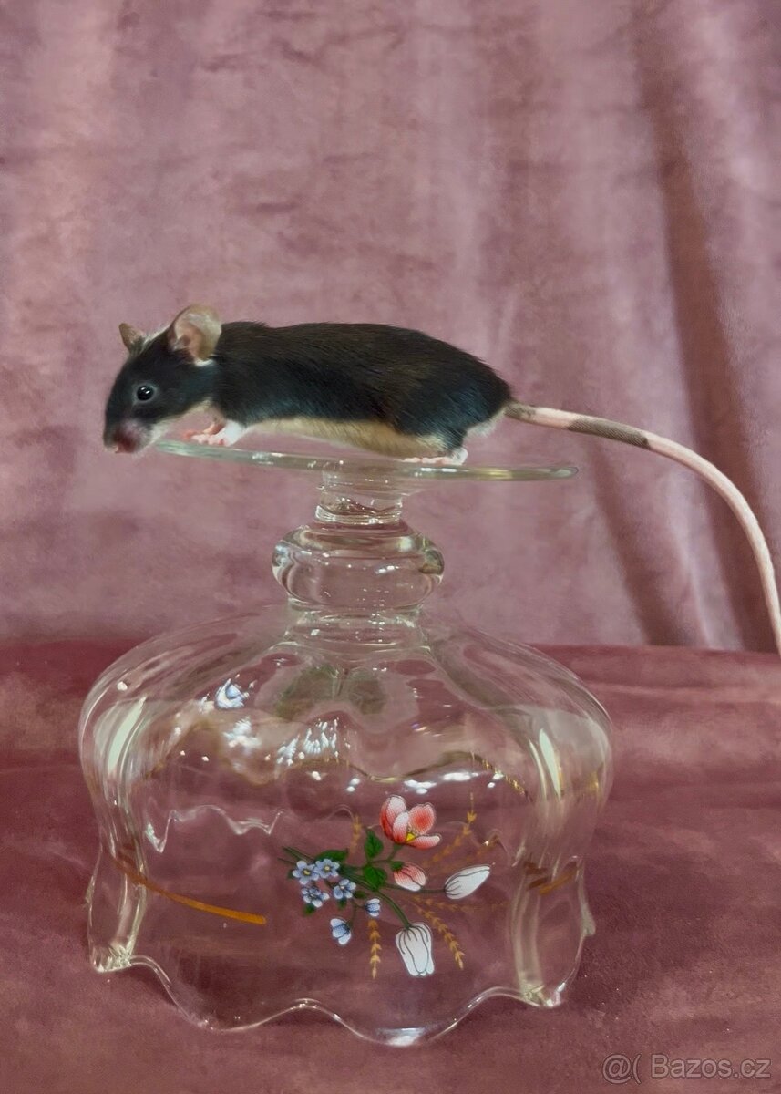 MYŠ BAREVNÁ - SPĚCHÁ - 9