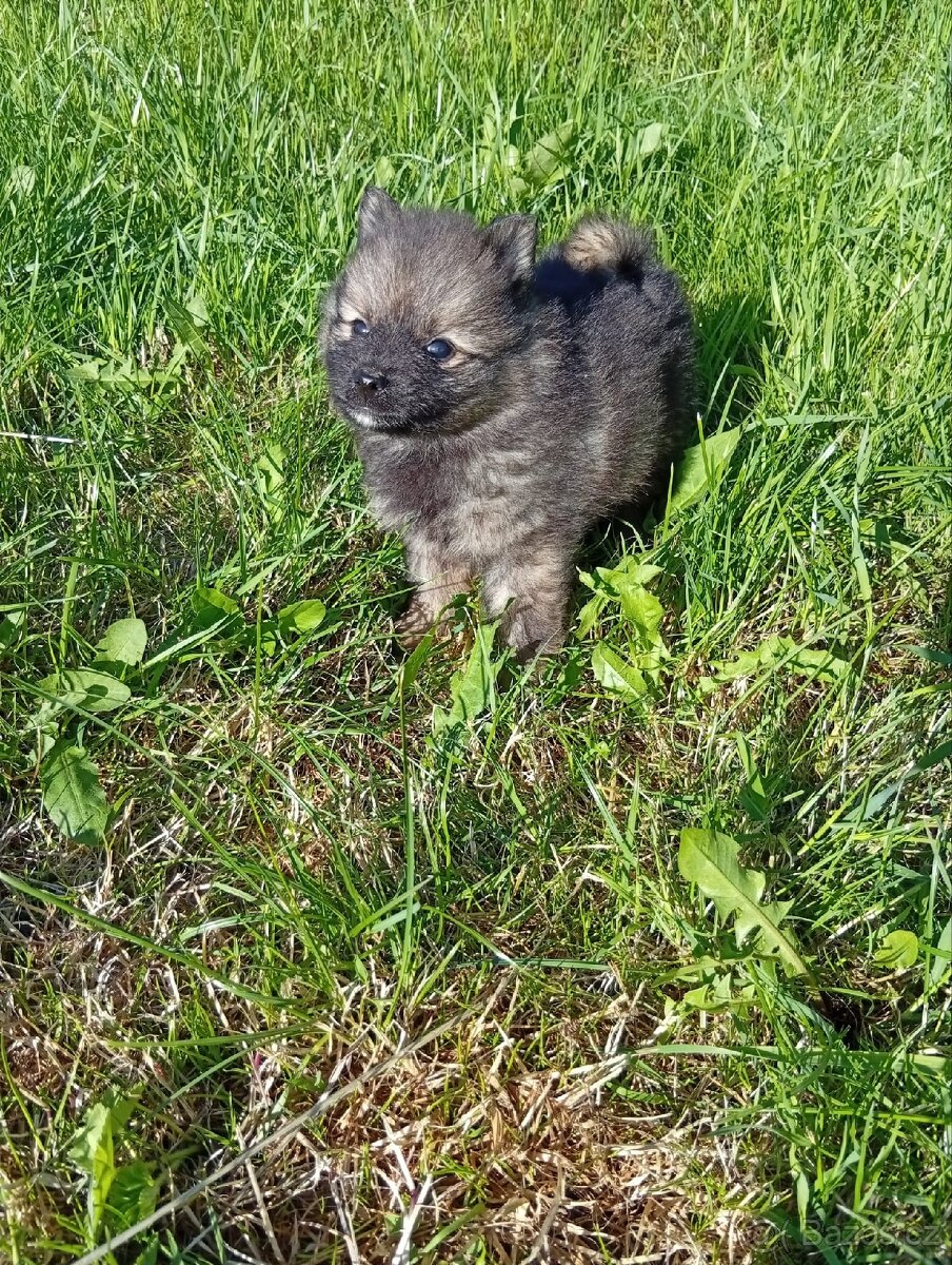 Německý špic/Pomeranian - 9