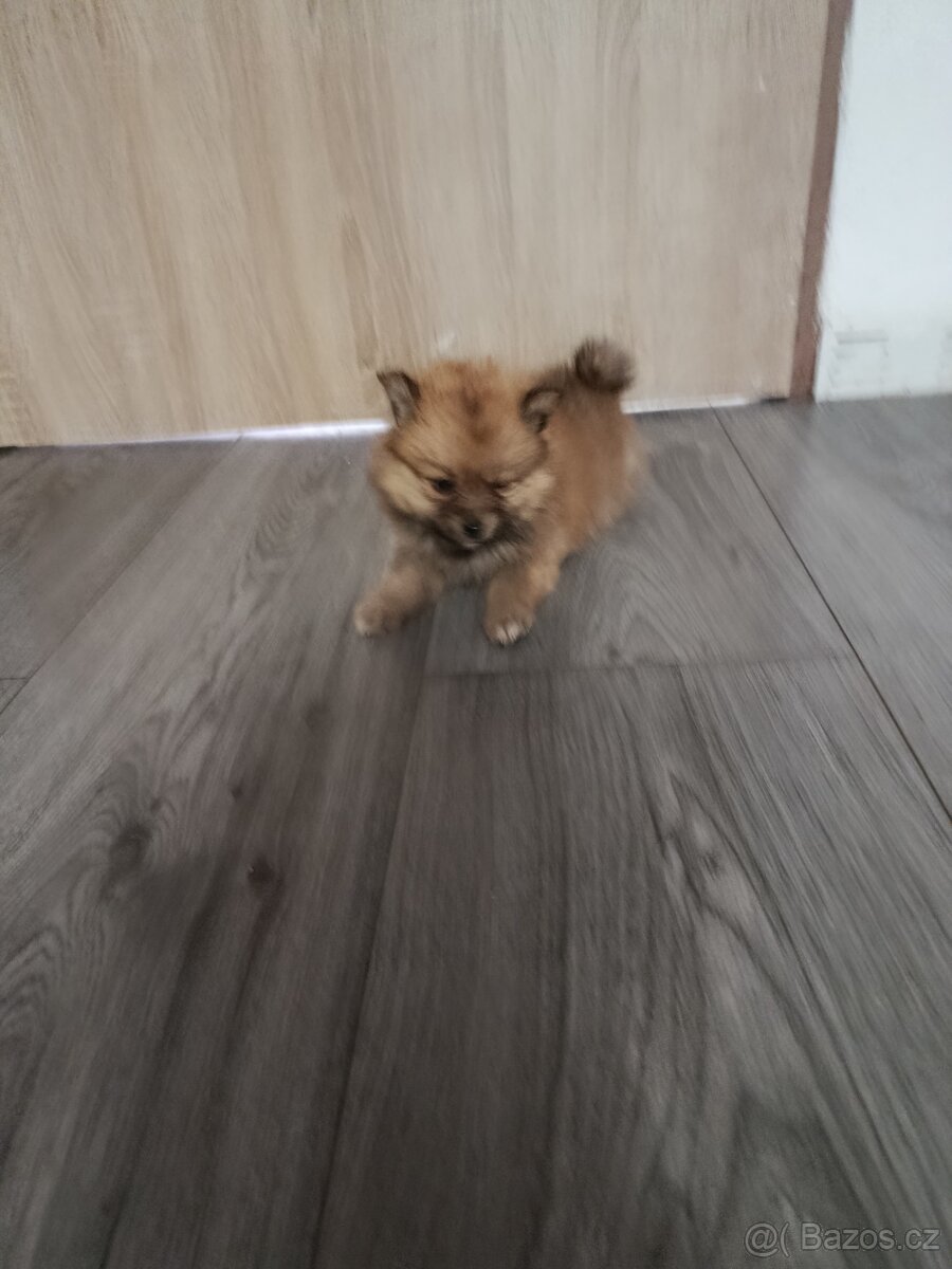 Pomeranian - 9