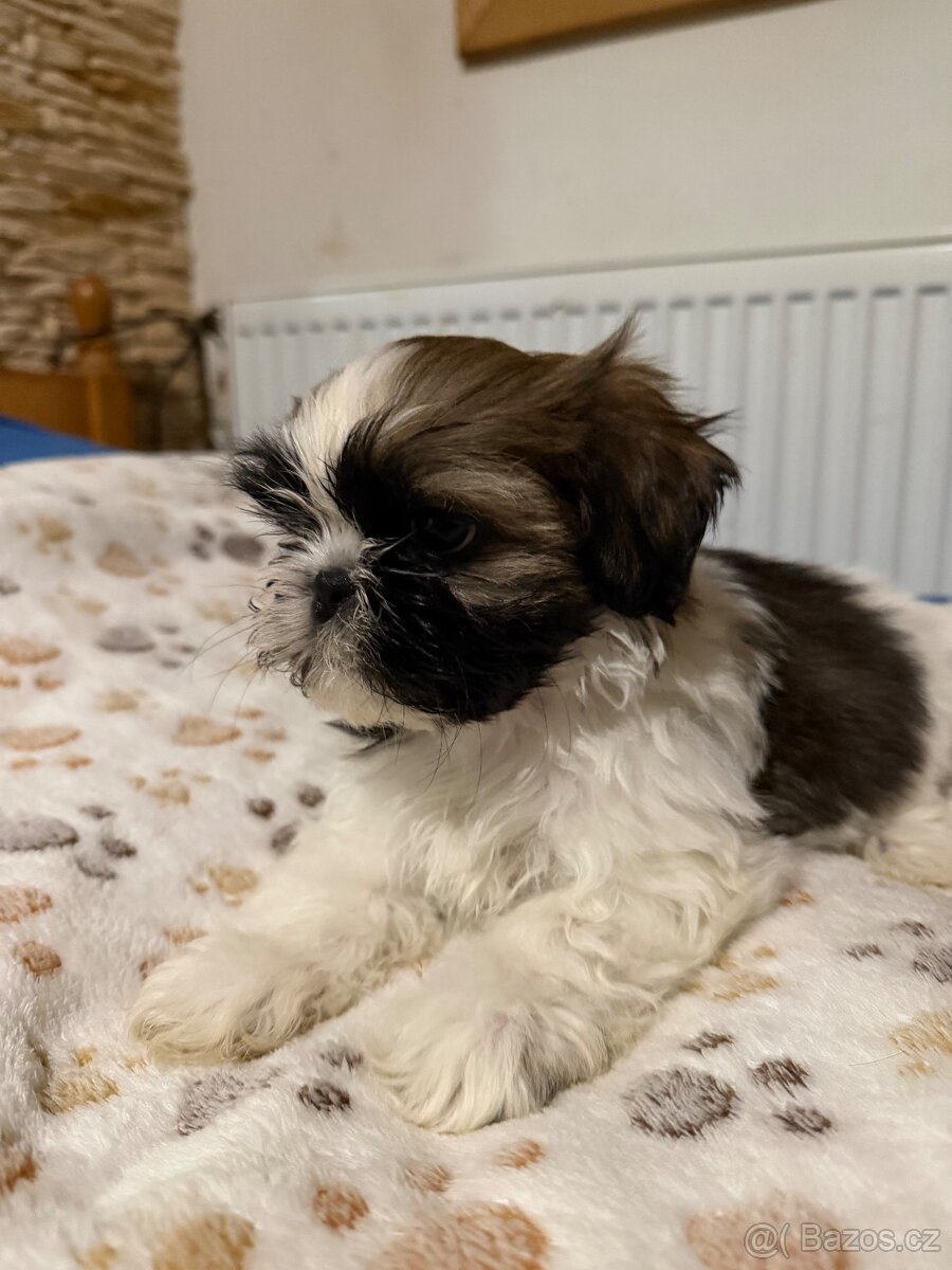 Shih-tzu - 9