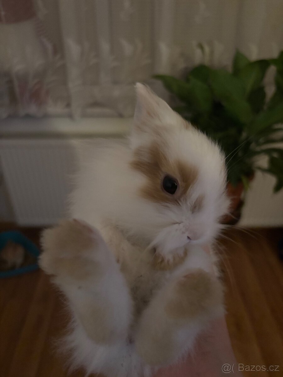 Zakrslí králík - 9