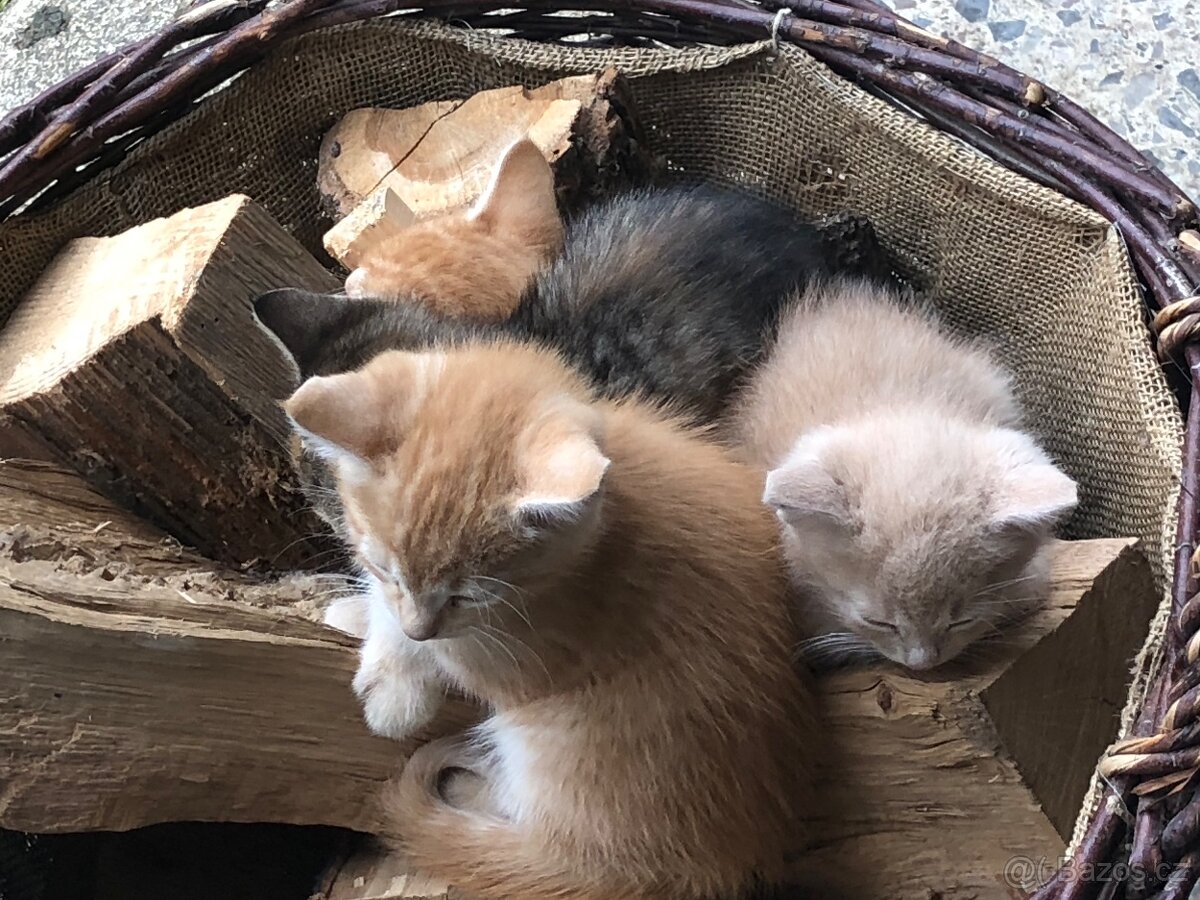 Darujeme koťata - 9