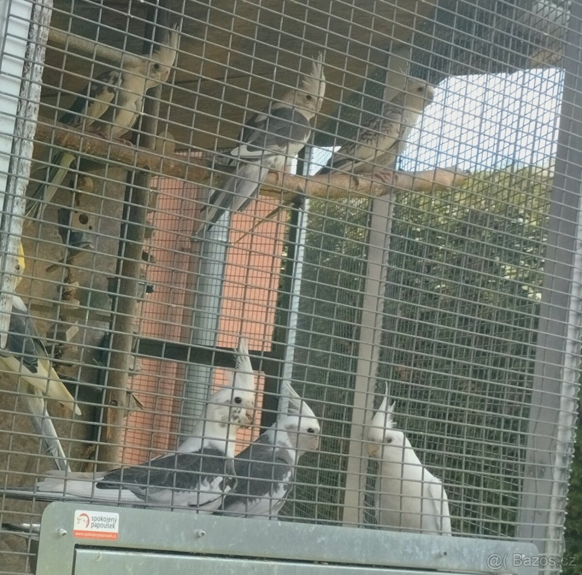 Korela chocholava - 9