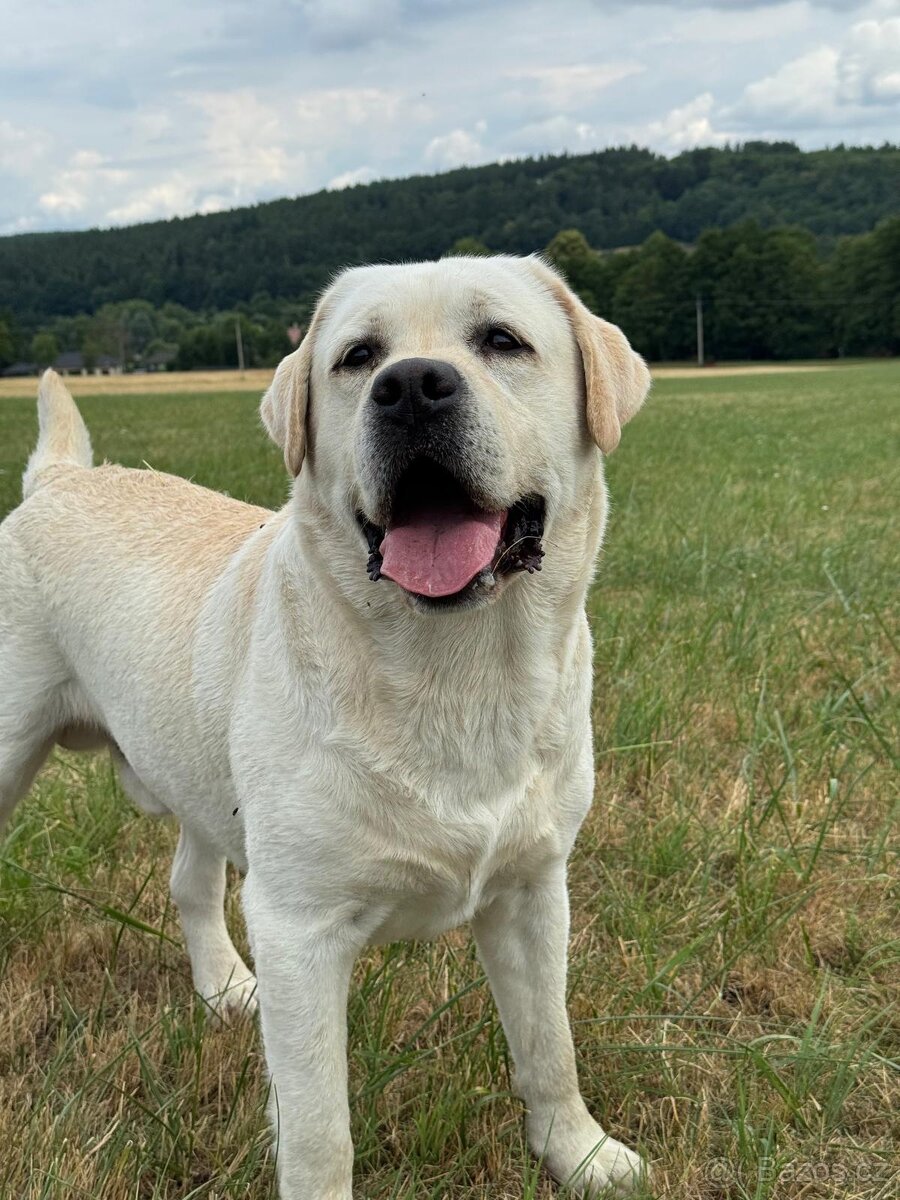 Labradorský retriever s PP - 9
