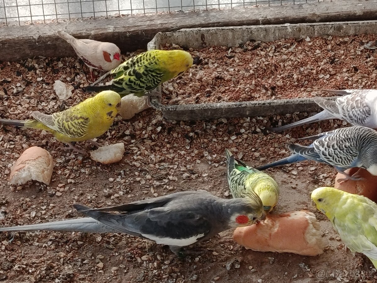 Prodej andulek a korel. - 9