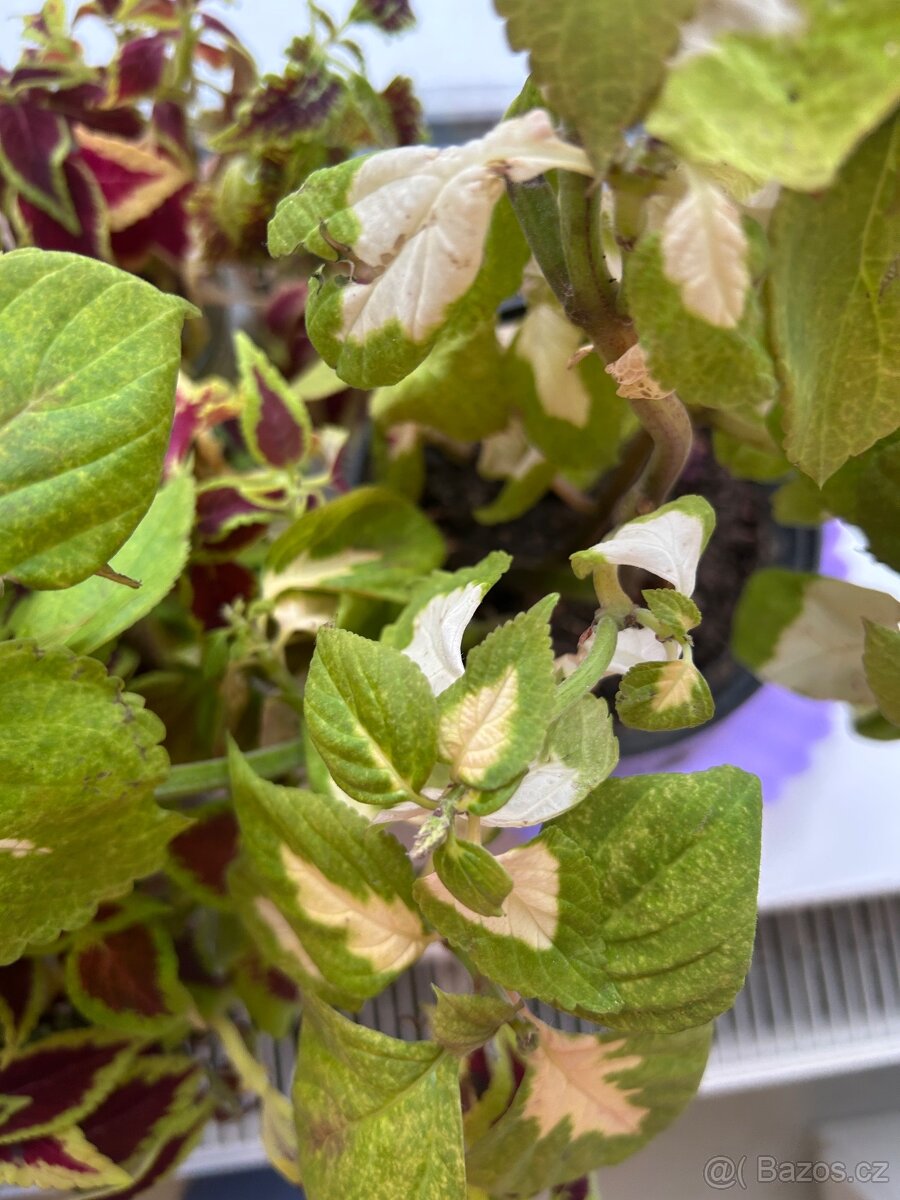 Africke koprivy, hosty, trvalky - 9