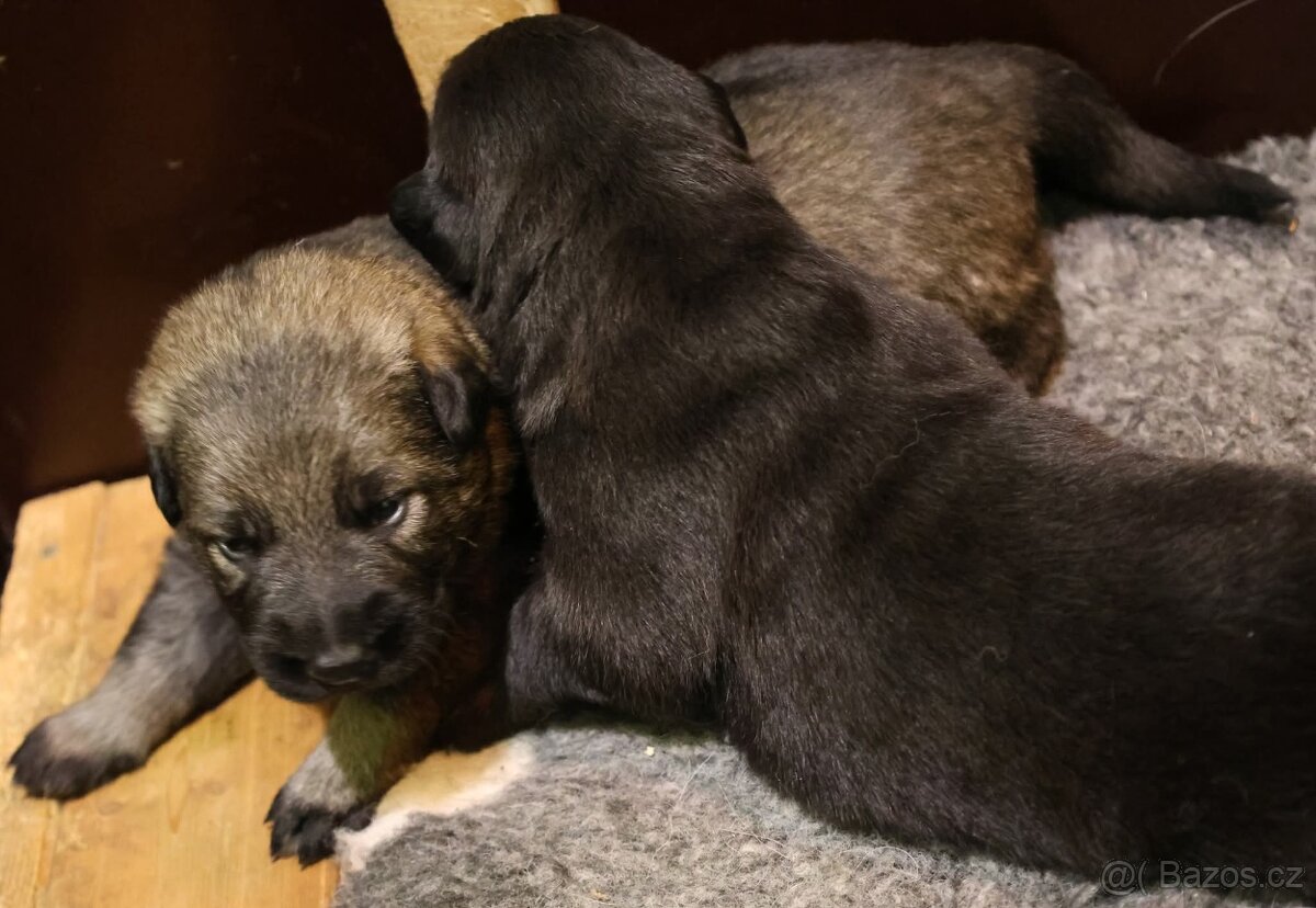 Německý ovčák štěňata s PP - 9