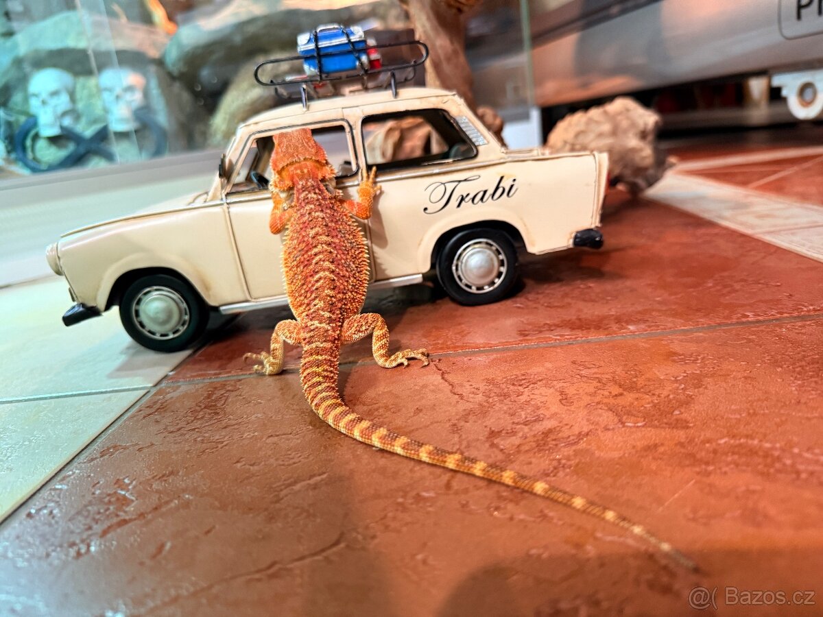 MLÁĎATA AGAMY VOUSATÉ K PRODEJI - 9