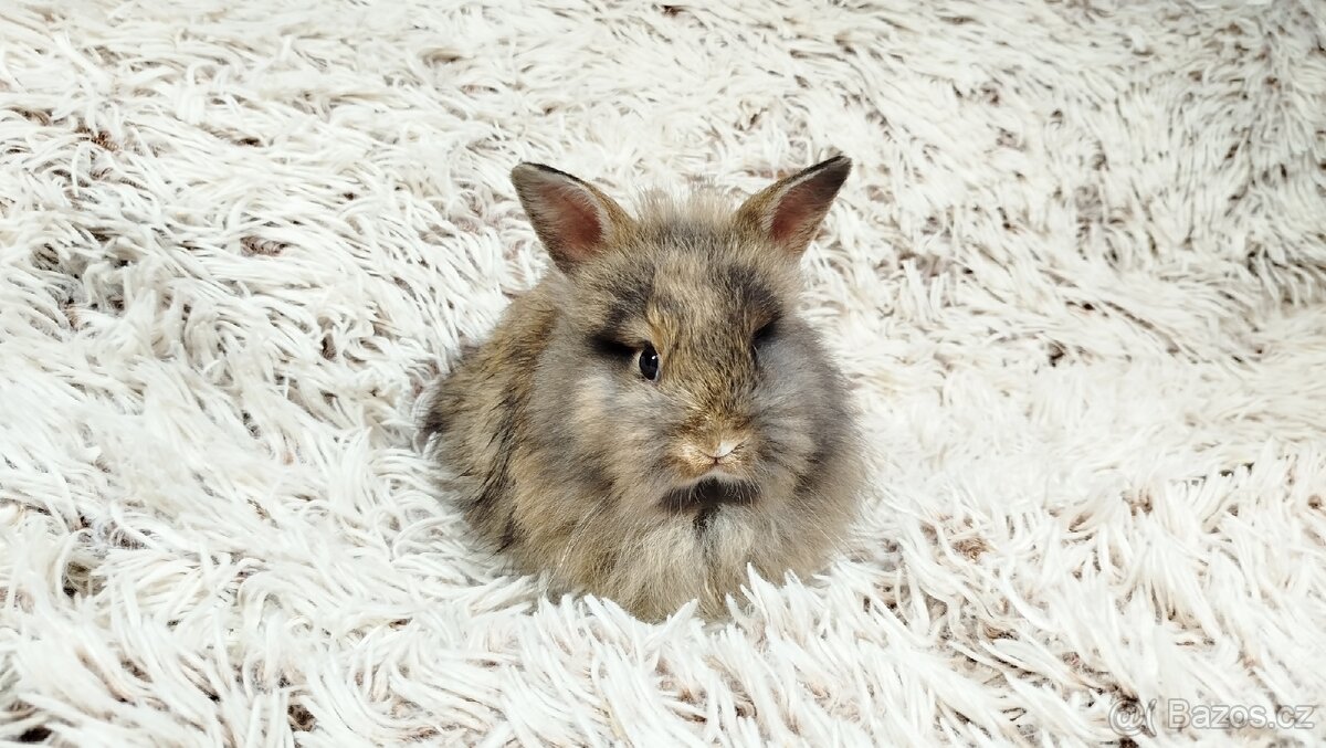 Zakrslý králík, králíček - HARRY - 9