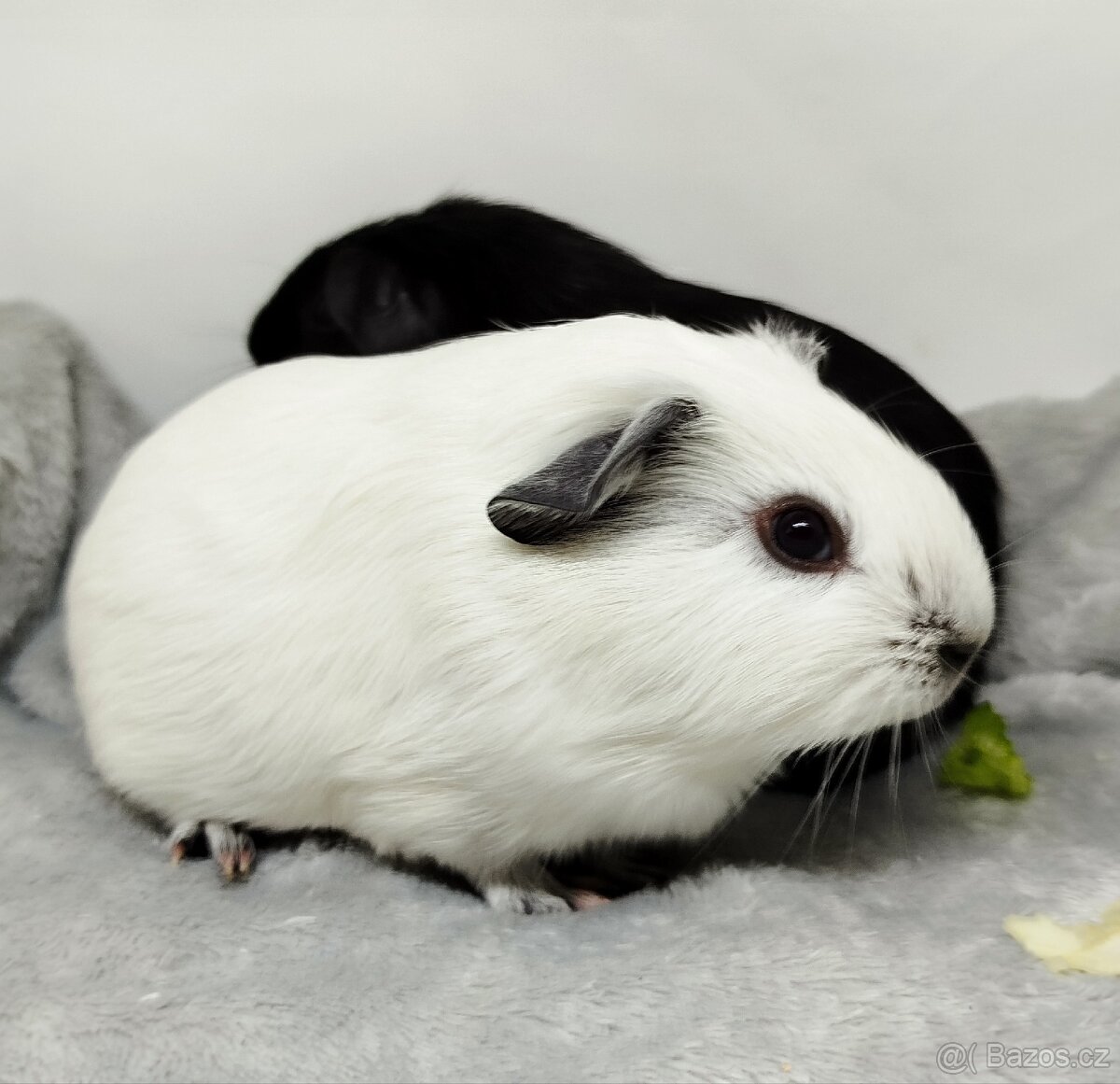 Morče, Morčata, Morčátko, Morčátka - JIN A JANG - 9