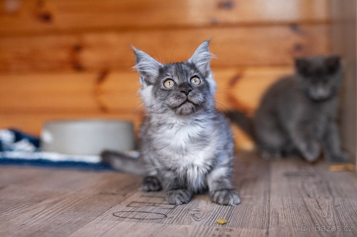 Mainská mývalí koťátka s PP - 9