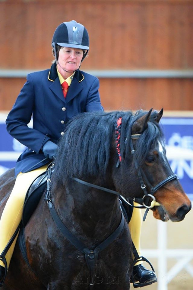 Welsh pony of cob type, sekce C - 9