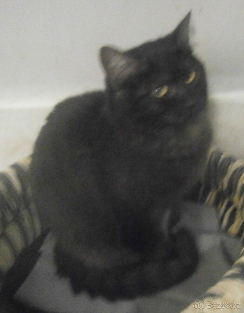 Černý až kouřový, 11měsíční Sam hledá domov. - 9