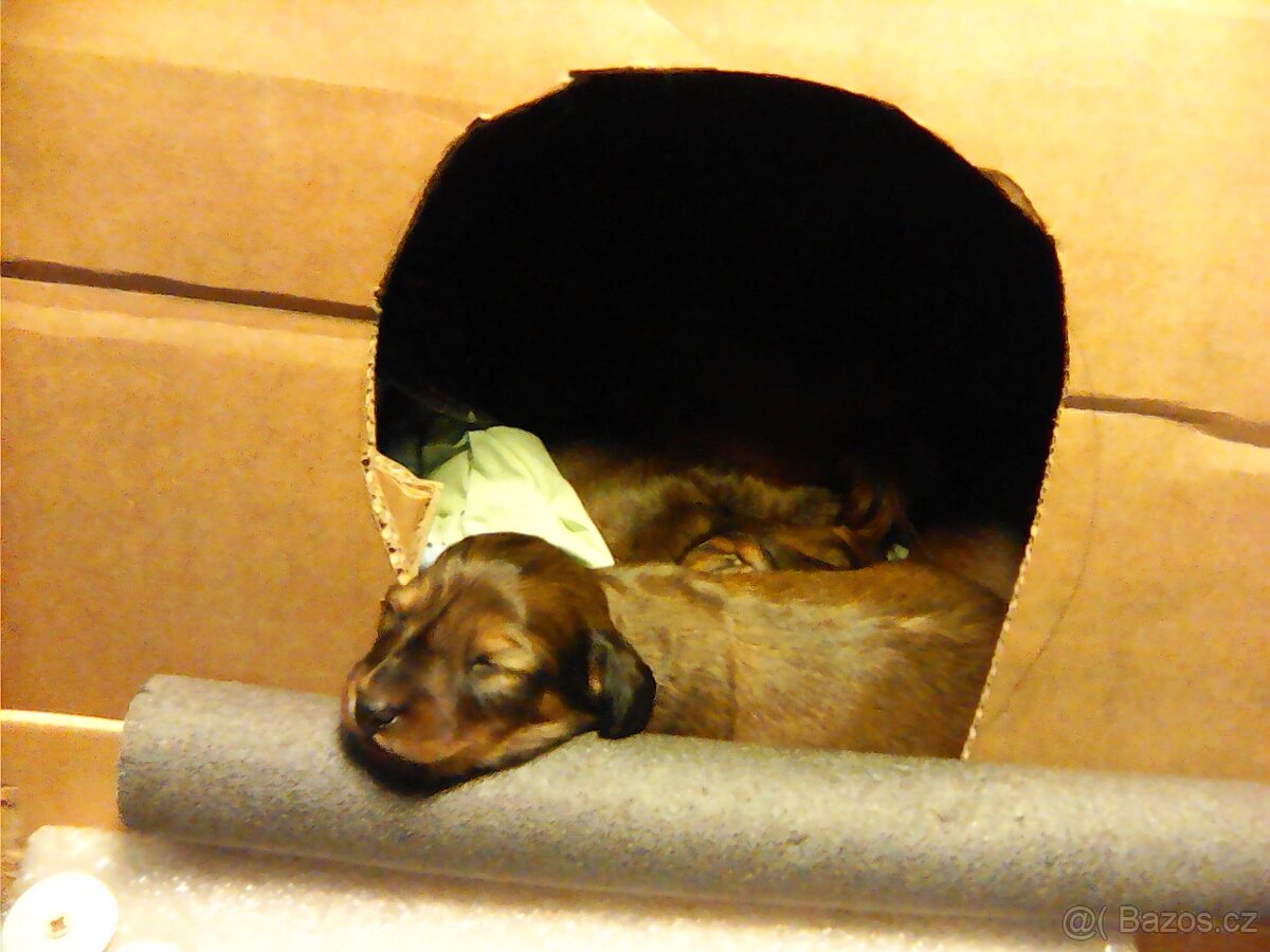 Prodám štěňátka jezevčíka dlouhosrstého standard - 9