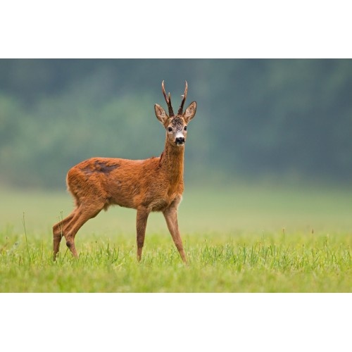 Trezor na 5 zbraní s hunter dekorem - 9