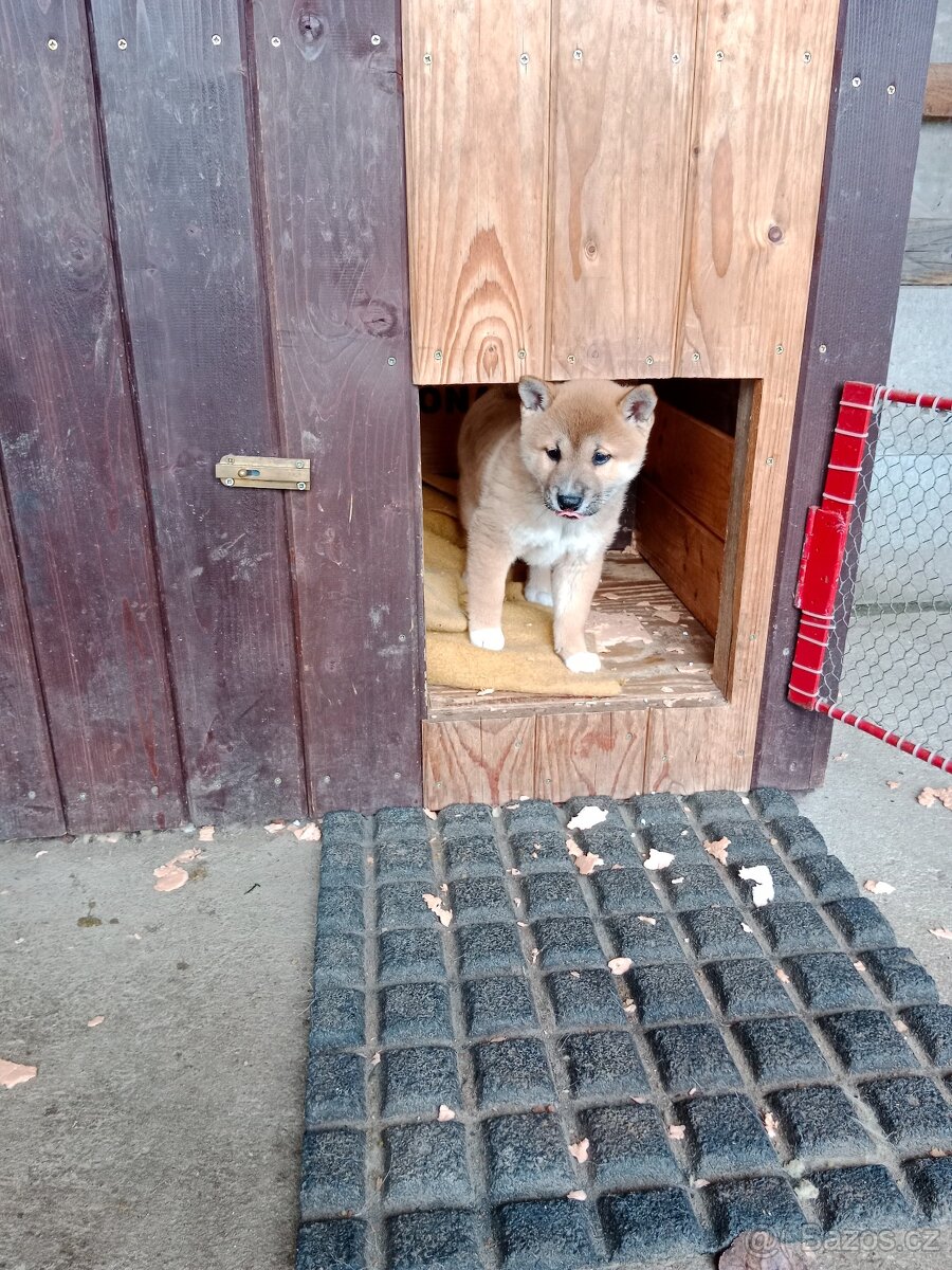 Shiba inu štěňata - 9
