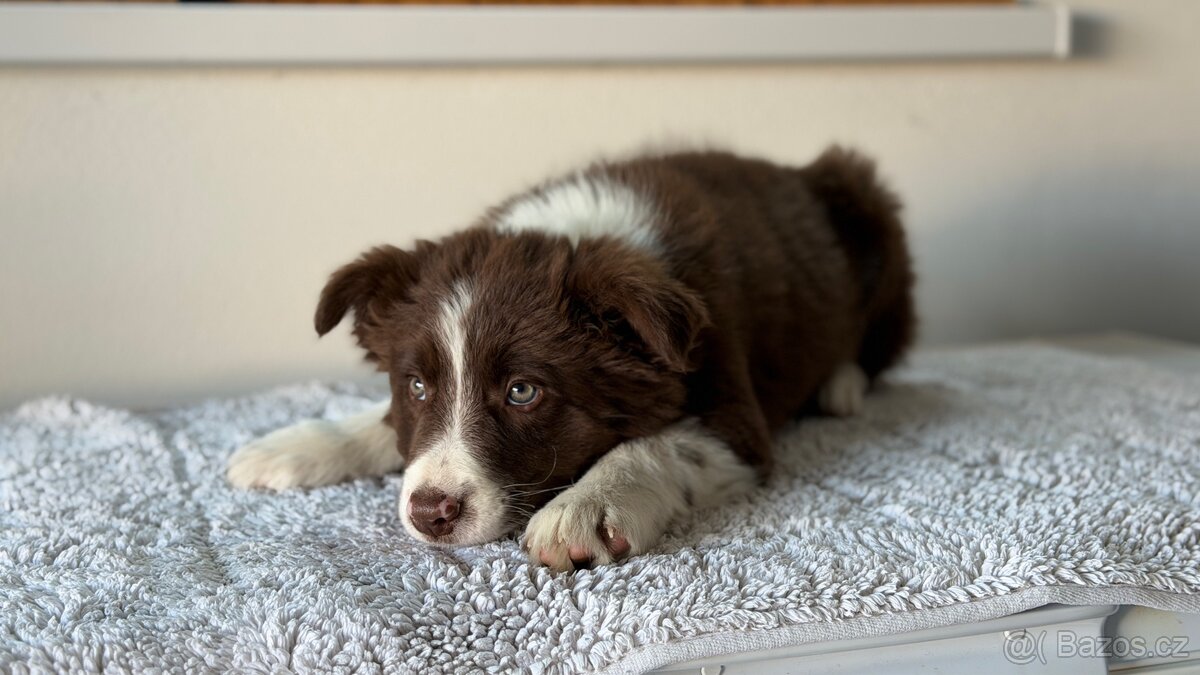 Štěňátko border kolie - 9