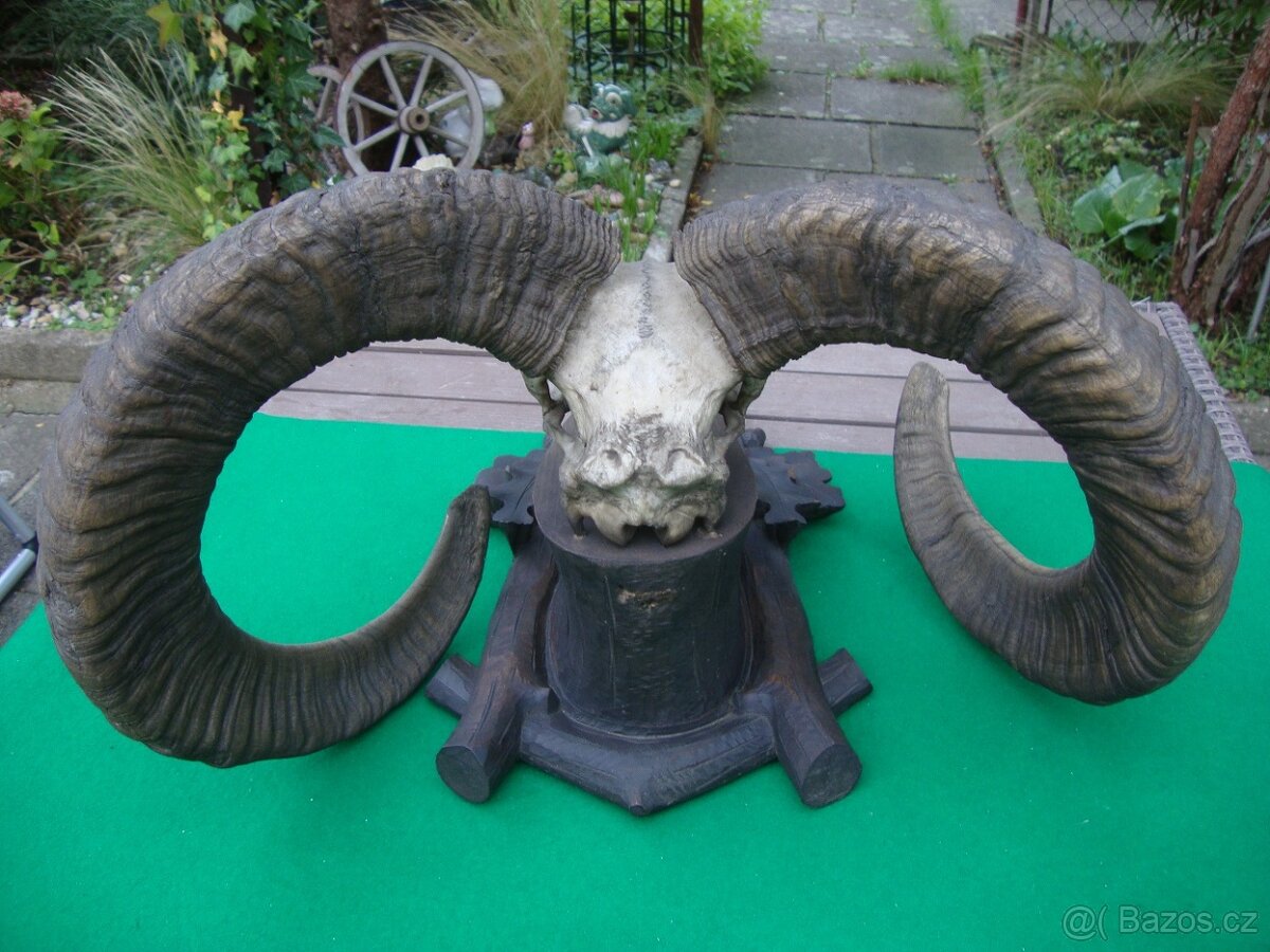 Starožitná Mufloní trofej Muflon 1912 medailové rozměry top - 9