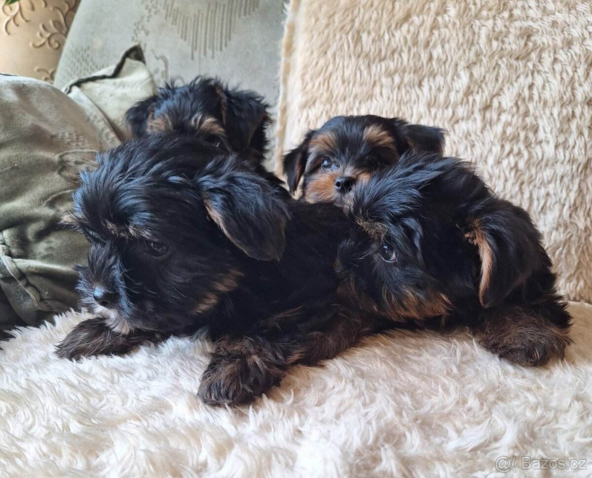 Jorkšír,jork,jorkšírsky teriér,yorkšhir - 9