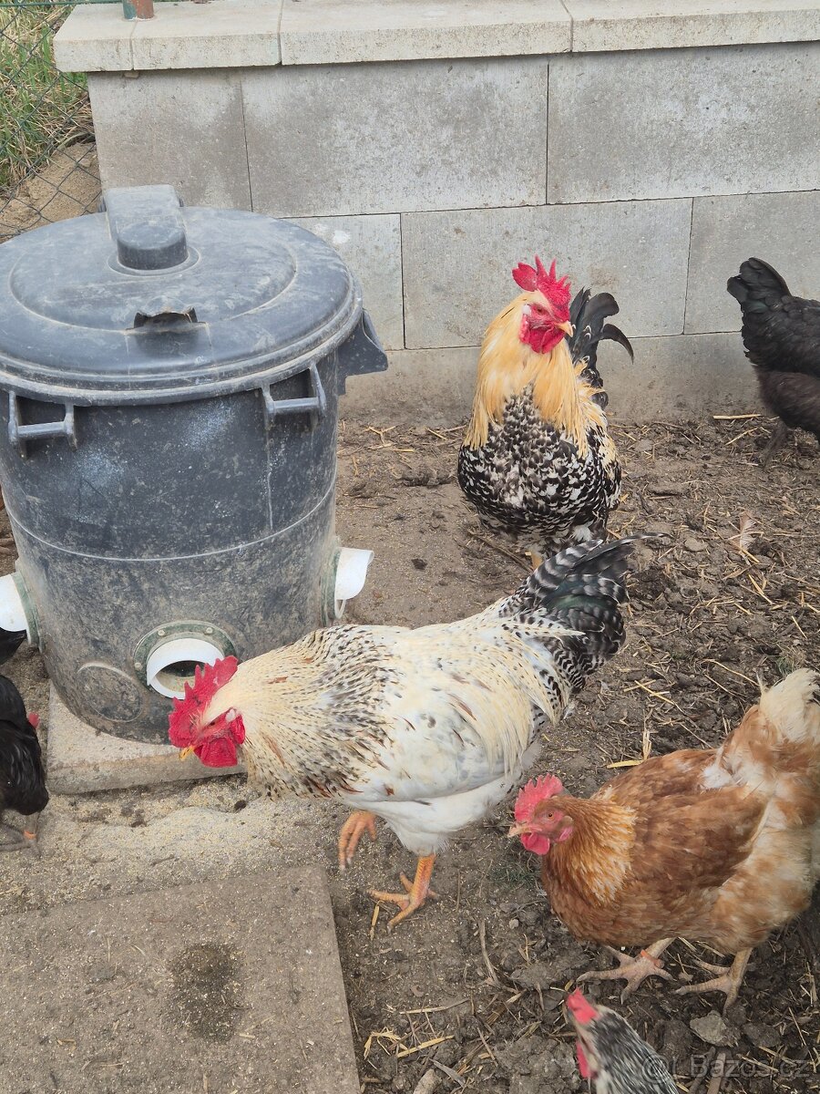 Prodej kohoutů - 9