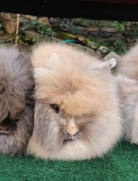 Teddy králíčci nádherná mláďata - 9