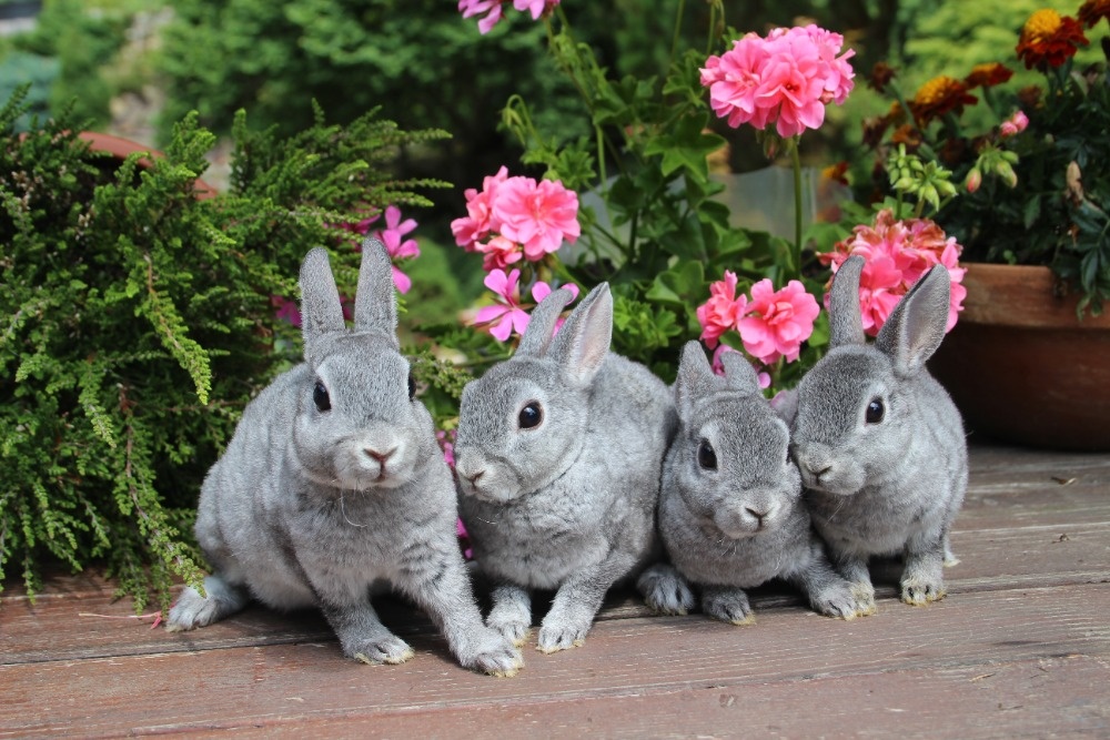 Zakrslý činčilový rex s rodokmenem - 9