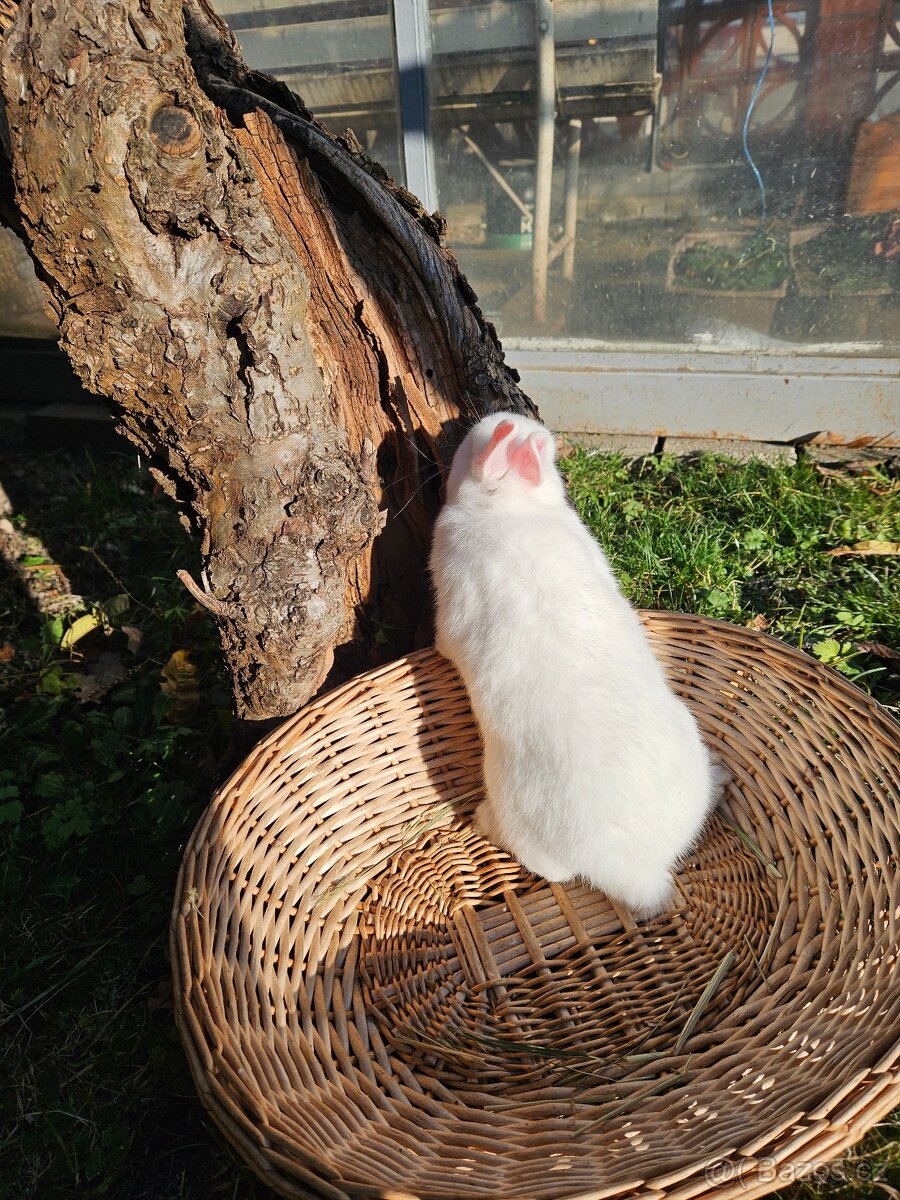 Zakrslý králík - 9