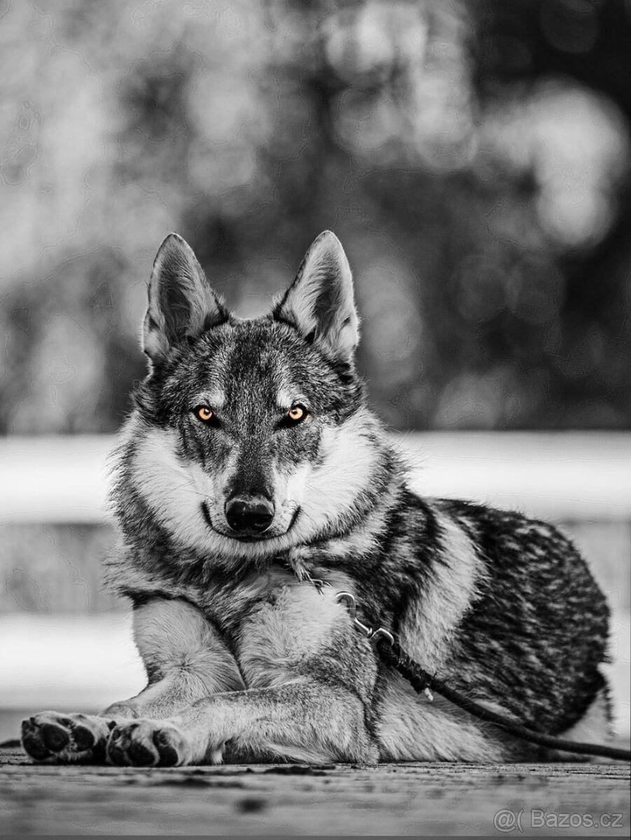 Československý vlčák s PP - 9