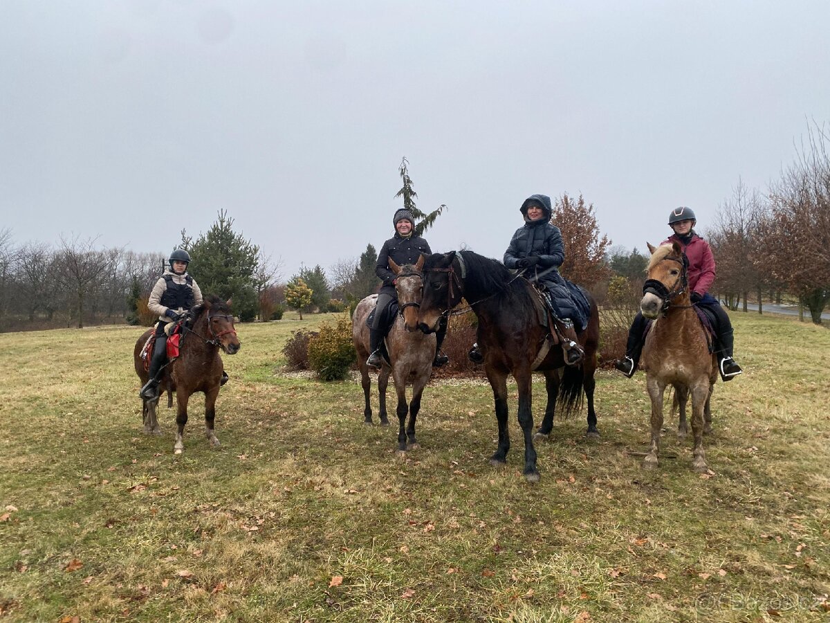 Pony valach 13 let cca 130cm - 9