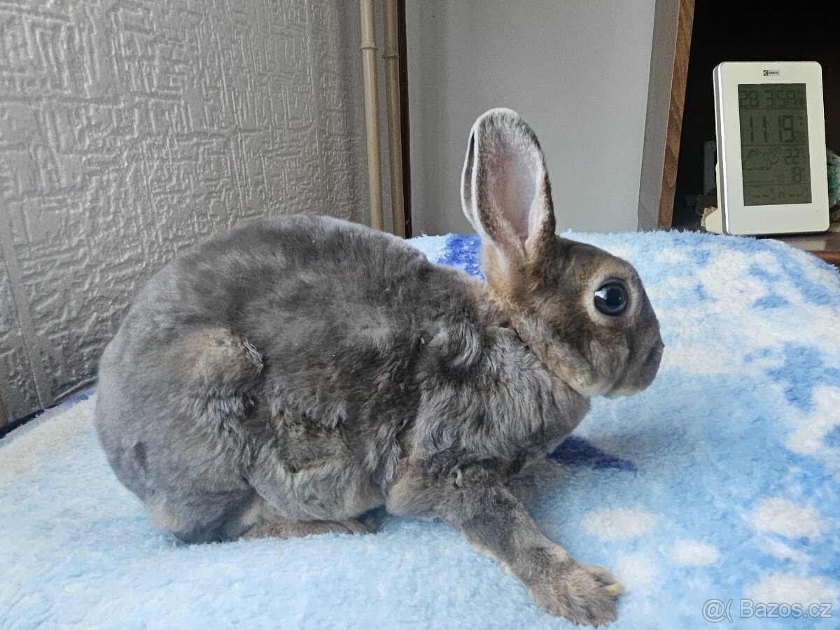 Zakrslý králíček - 9