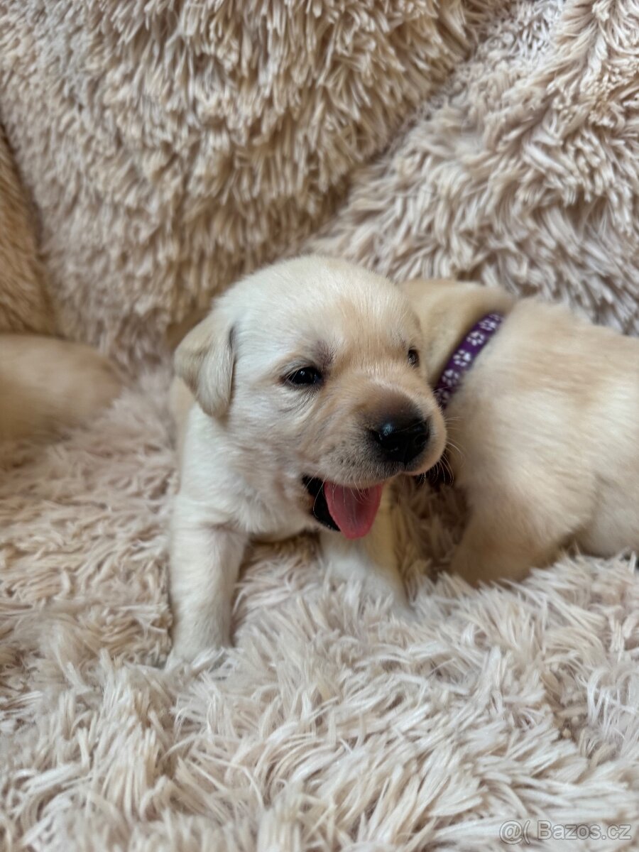Labradorský retriever s PP - 9