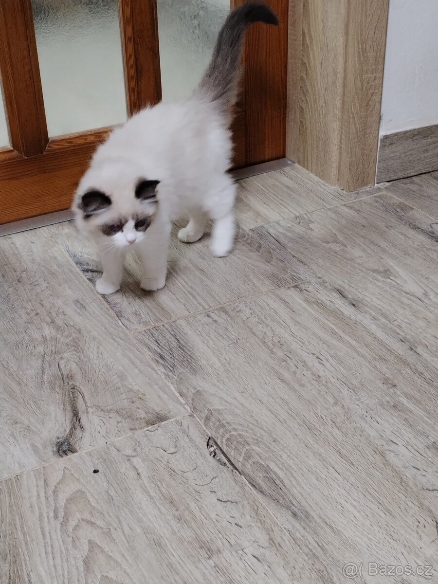 Ragdoll kotě s PP - 9