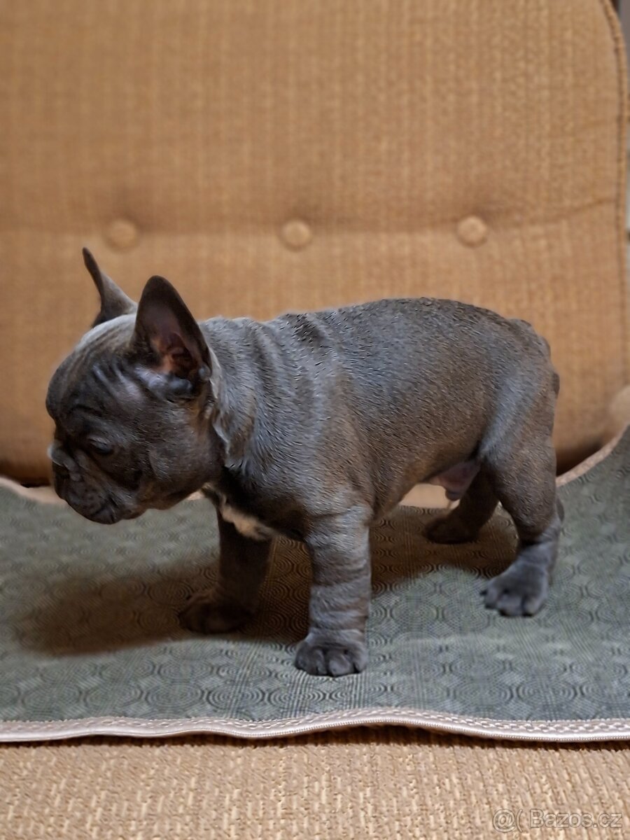 Francouzský buldoček - 9