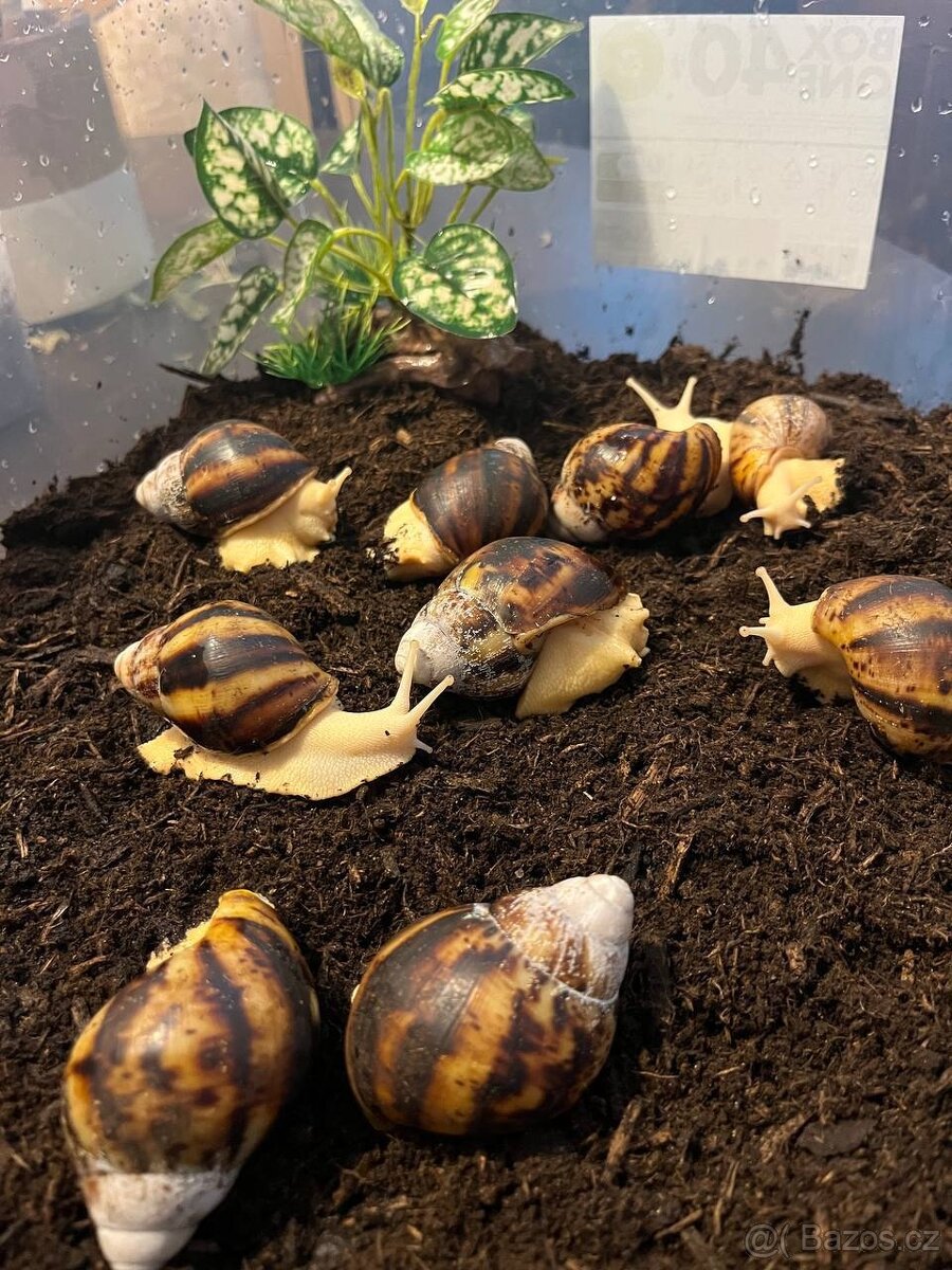 Archachatina marginata ovum - mladata 6 mesicu - 9