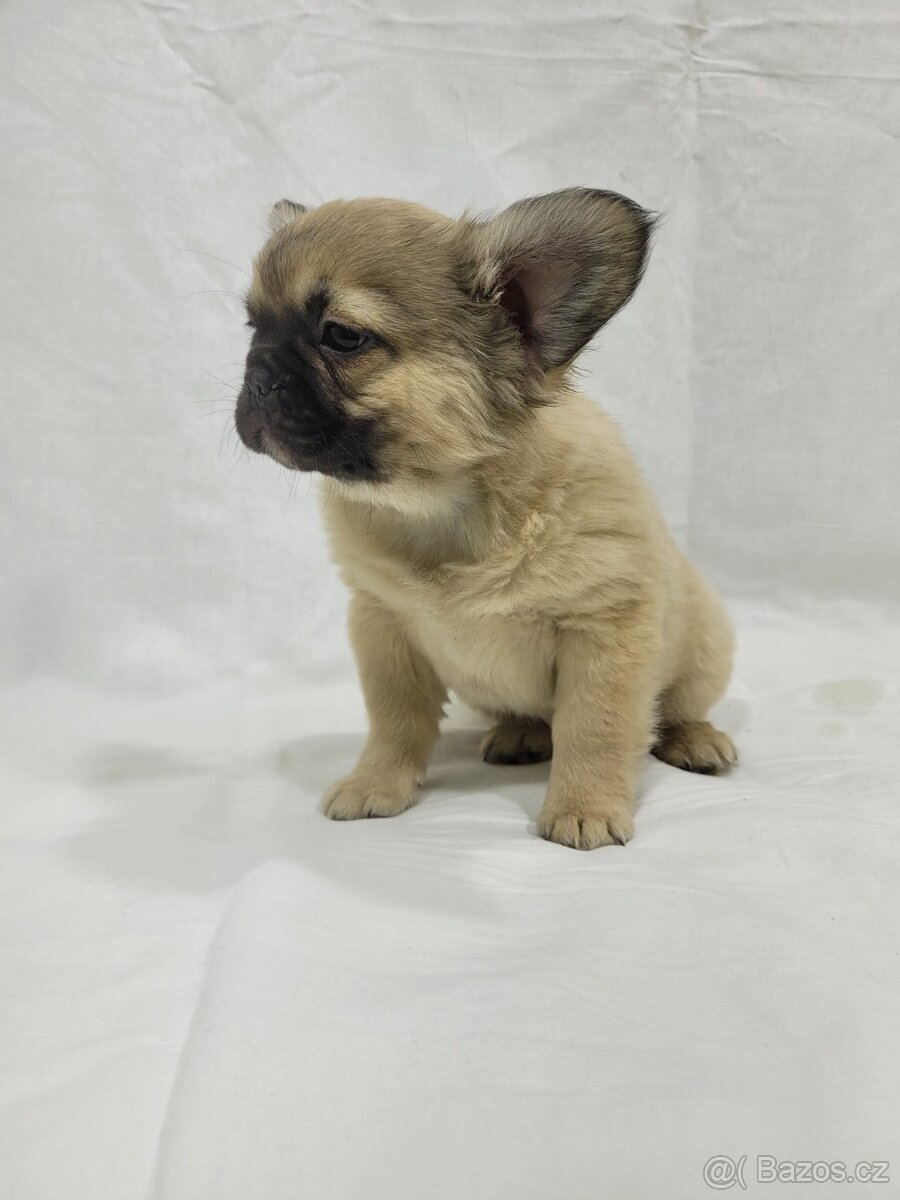 Francouzský buldoček - 9