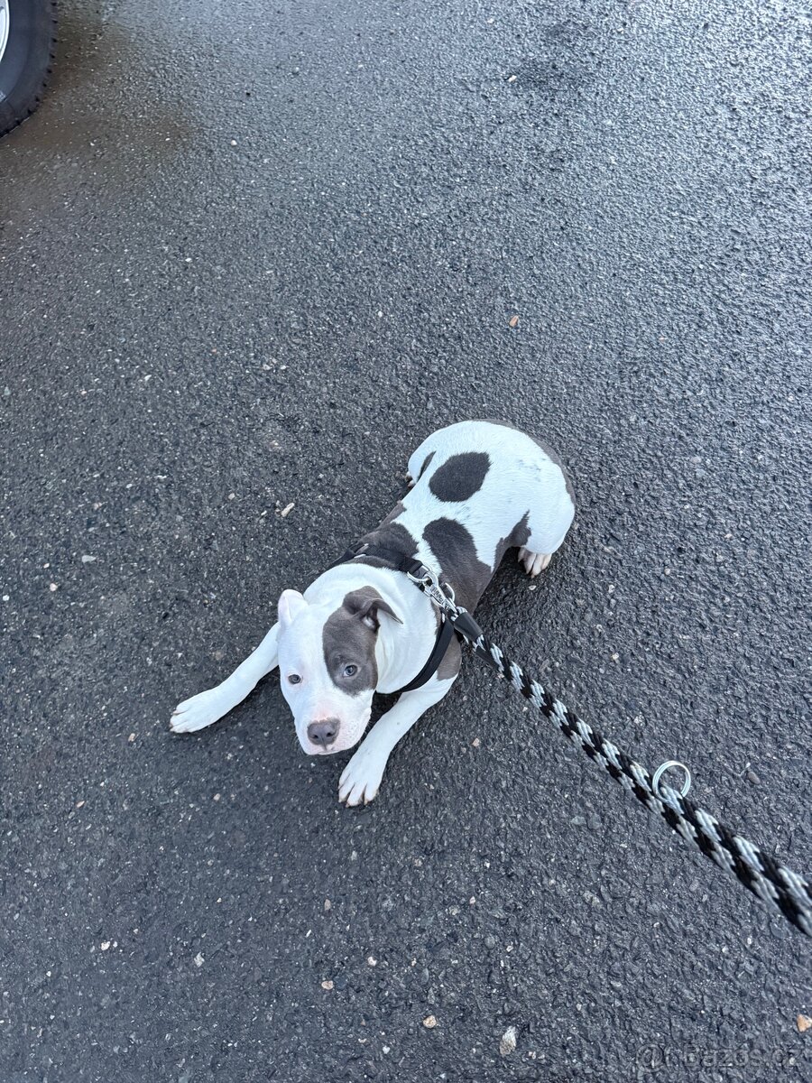 Americké stafford - 9