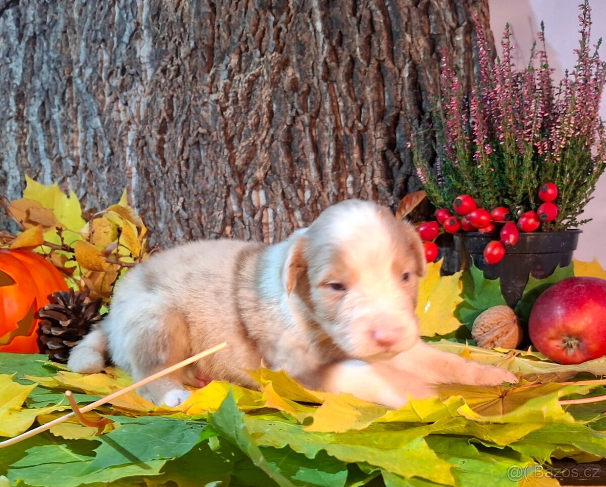 Australský ovčák s PP - 9