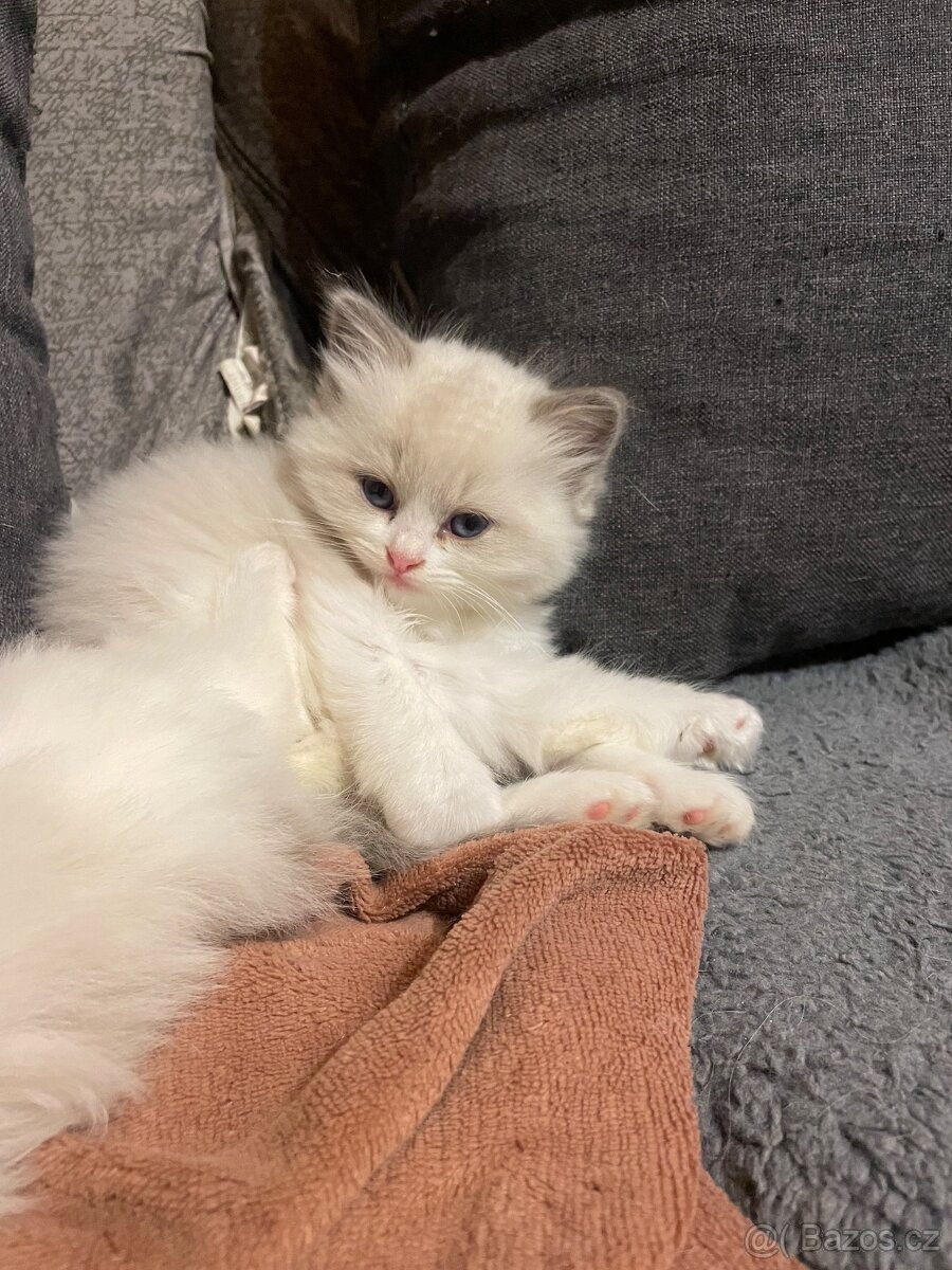 Ragdoll koťata s PP - 9