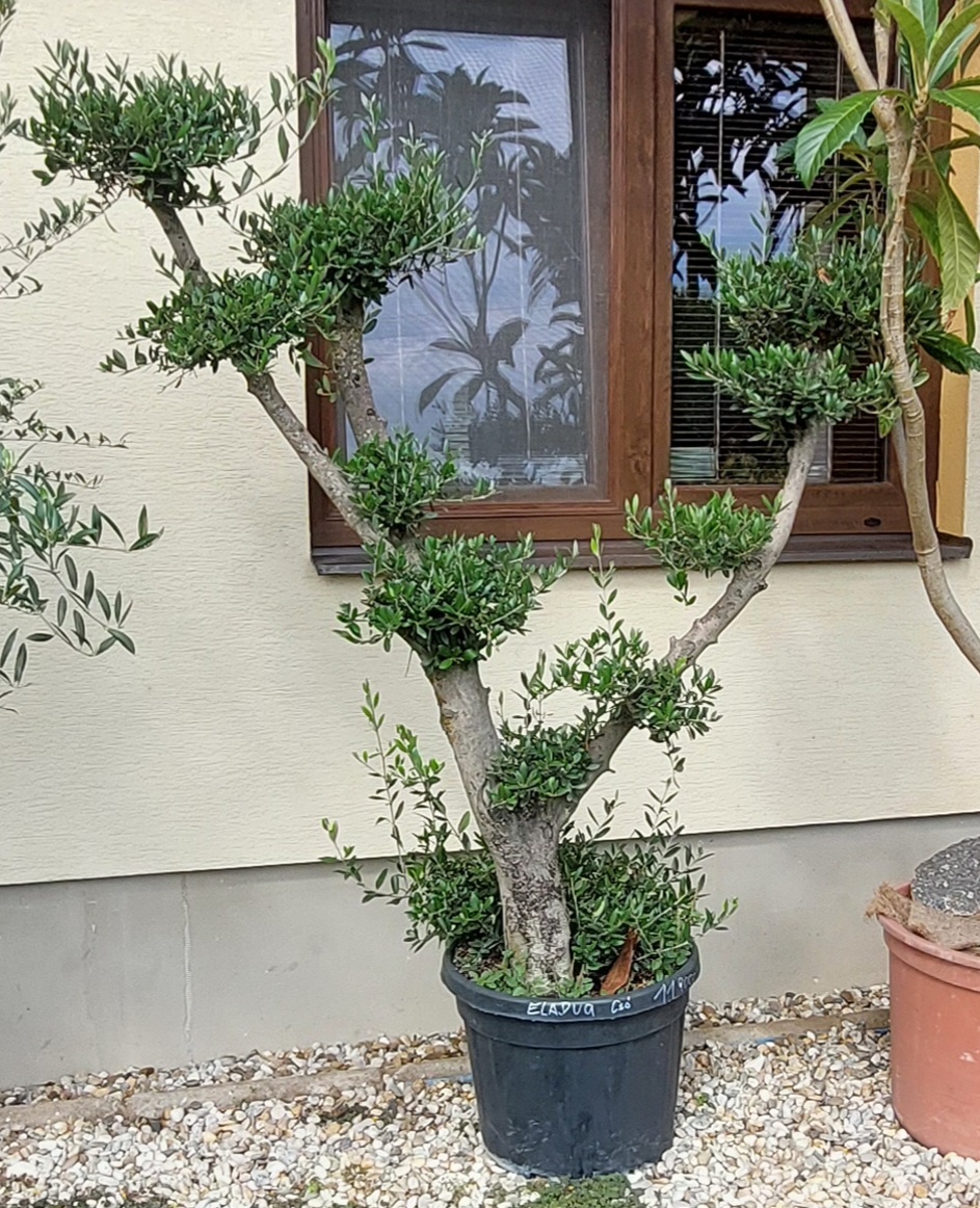 Olivovníky různé velikosti - 9