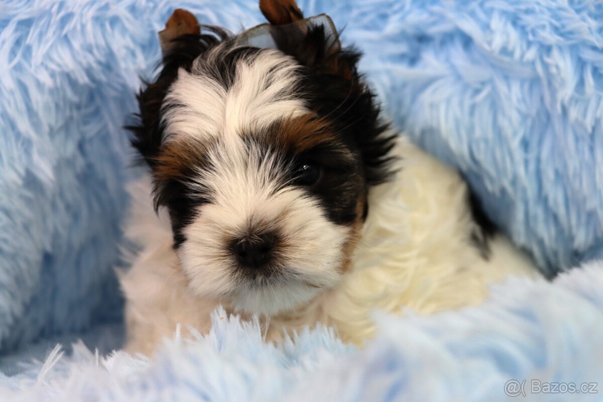 Biewer jorkšírský teriér - pejsek - 9