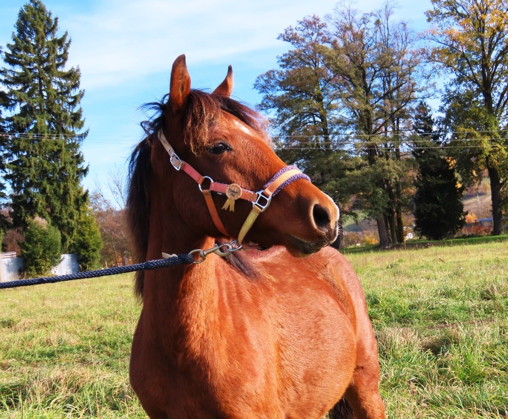 Roční klisnička na prodej - 9