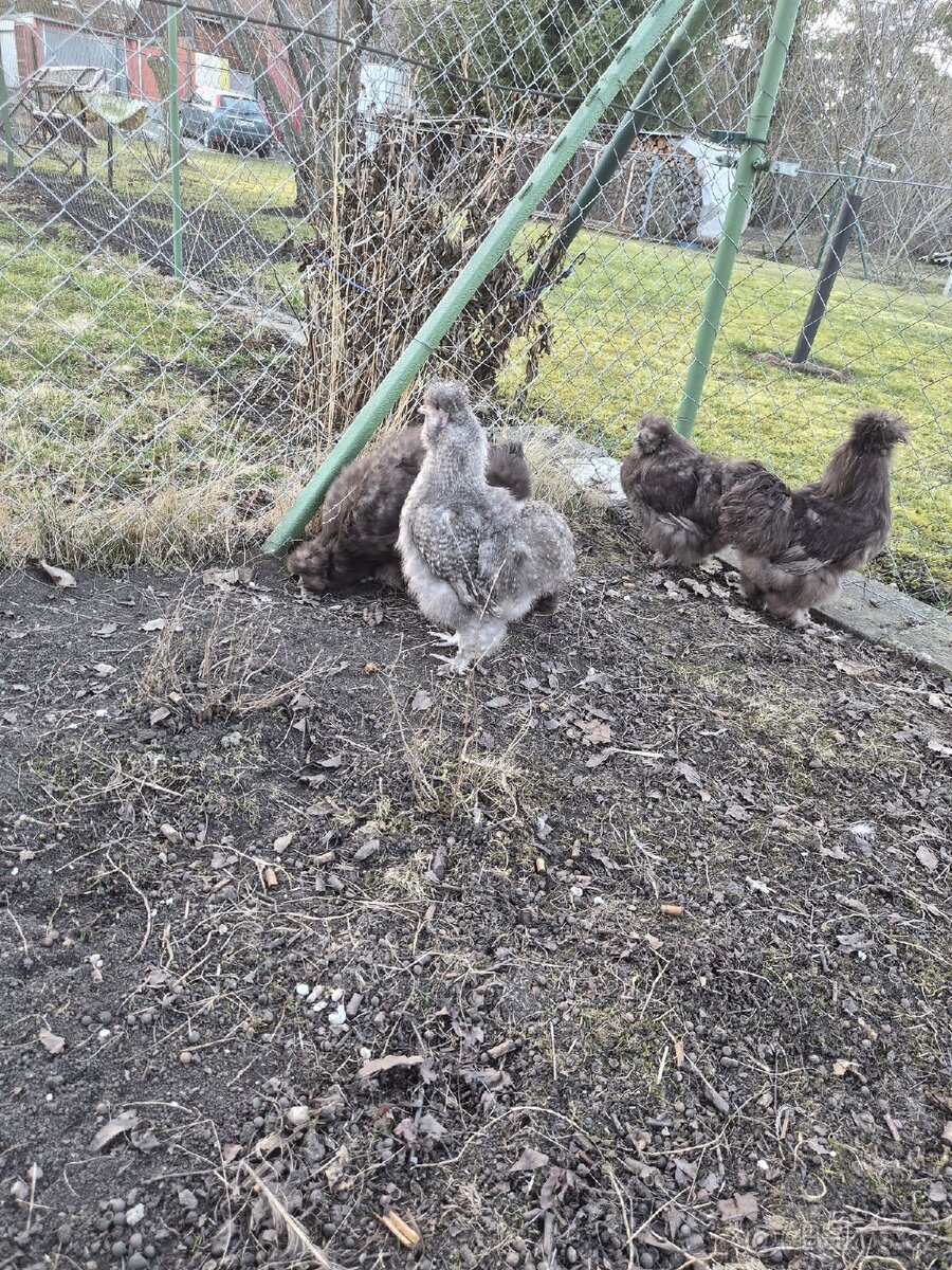 Hedvábnička kohout - 9