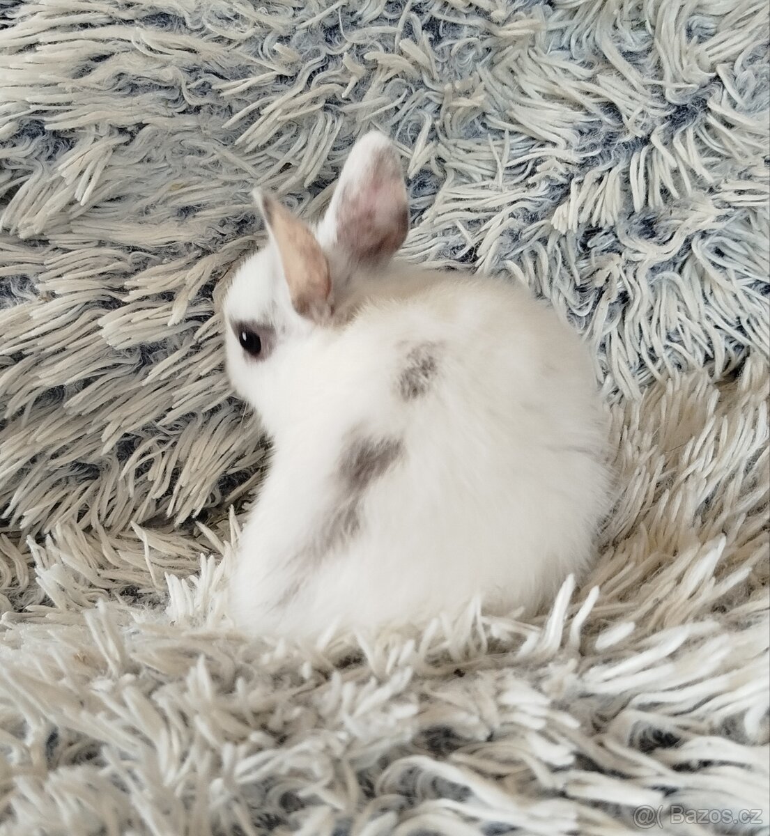 Zakrslý králík - 9