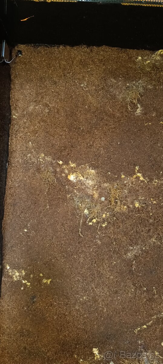 Skleněné terárium 120×80×40 cm - 9