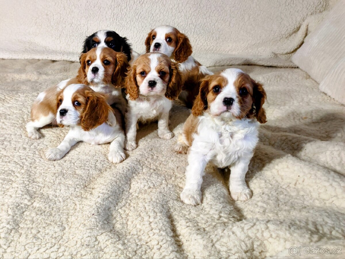 Kavalír king Charles španěl - 9